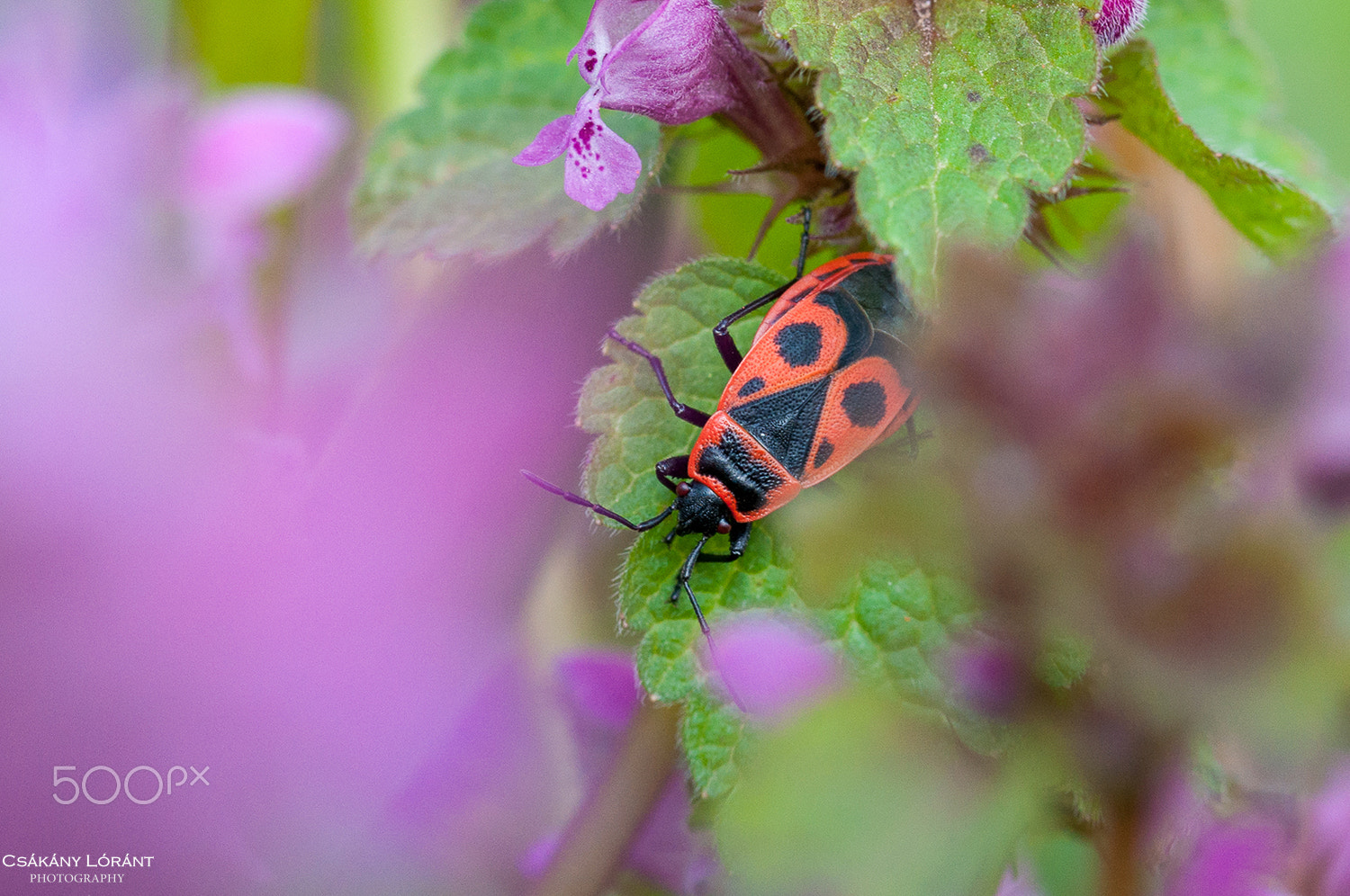 Sigma 105mm F2.8 EX DG OS HSM sample photo. Hiding photography