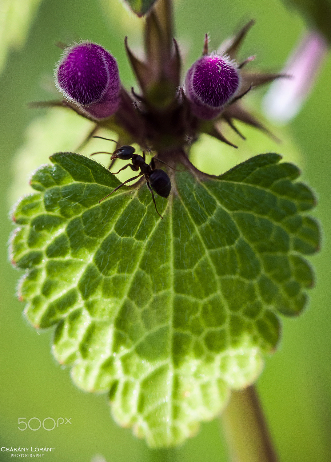 Sigma 105mm F2.8 EX DG OS HSM sample photo. Heart photography