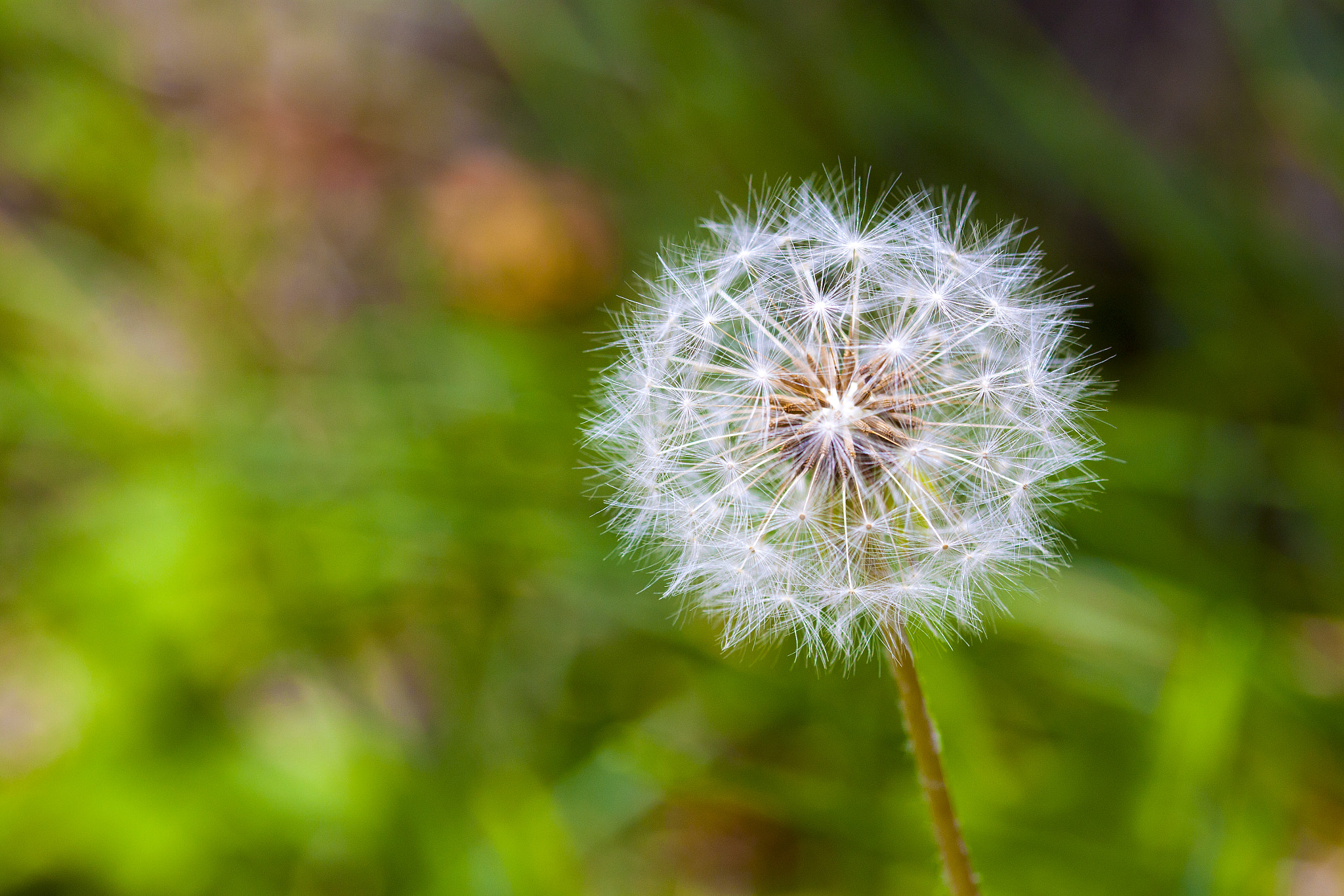 Sigma 105mm F2.8 EX DG OS HSM sample photo. Diente de leon photography