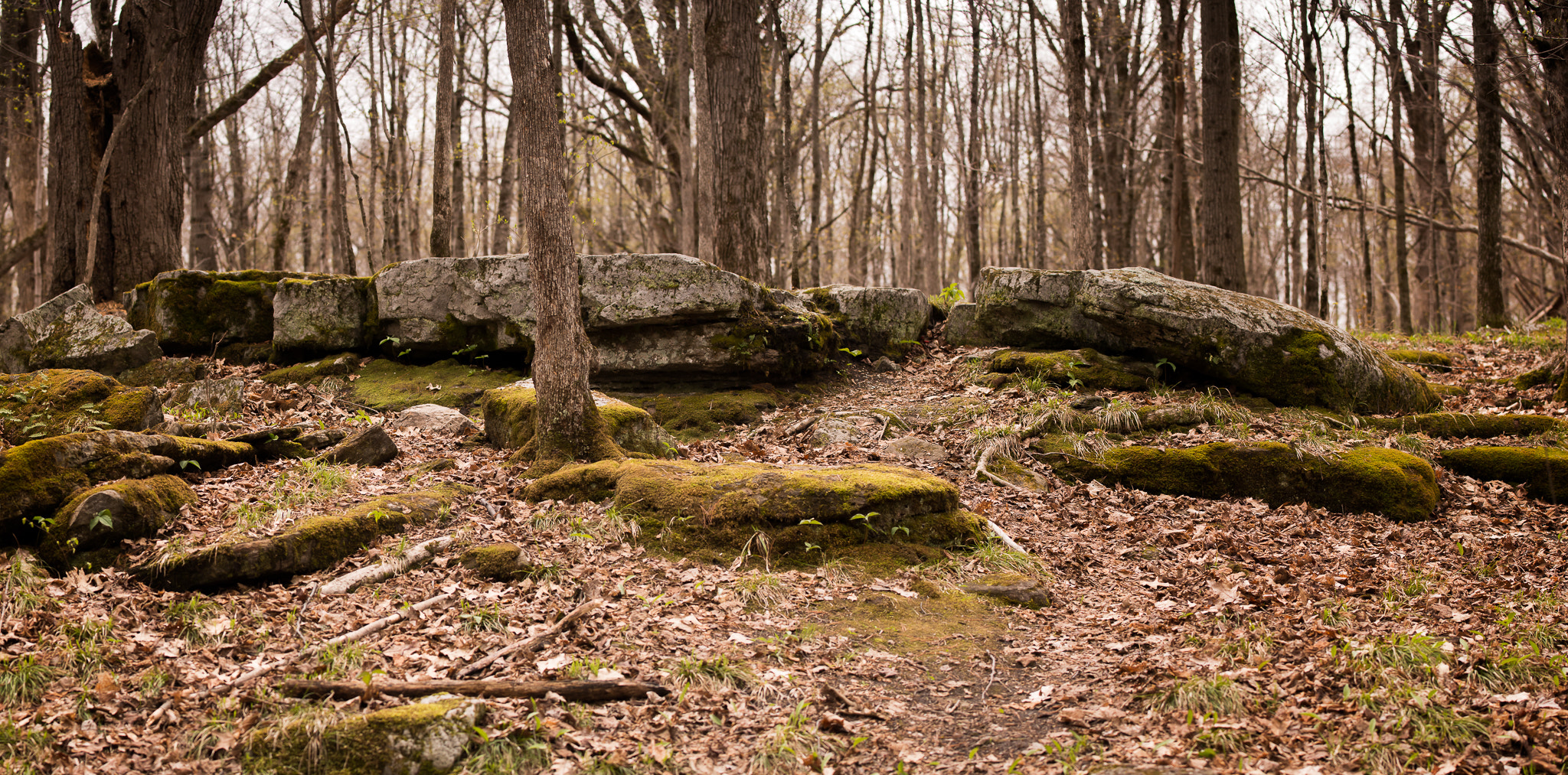 Nikon AF-S Nikkor 70-200mm F4G ED VR sample photo. Stony swamp photography