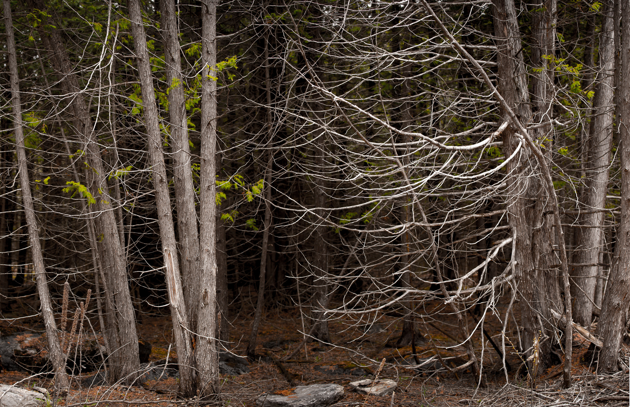 Nikon AF-S Nikkor 70-200mm F4G ED VR sample photo. Stony swamp photography