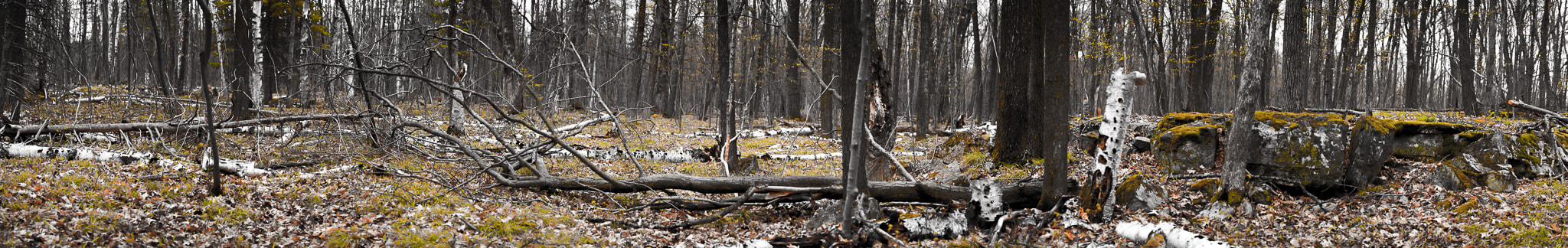 Nikon AF-S Nikkor 70-200mm F4G ED VR sample photo. Stony swamp photography