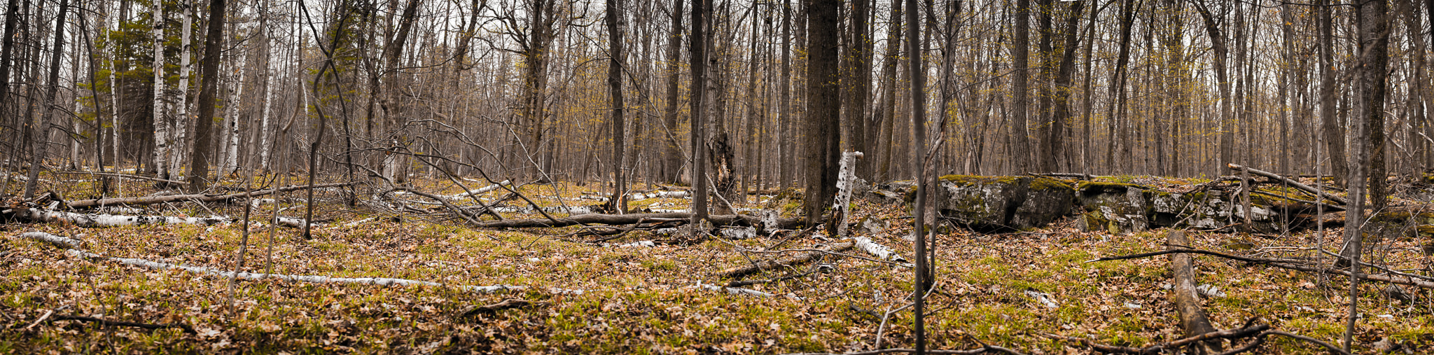 Nikon AF-S Nikkor 70-200mm F4G ED VR sample photo. Stony swamp photography