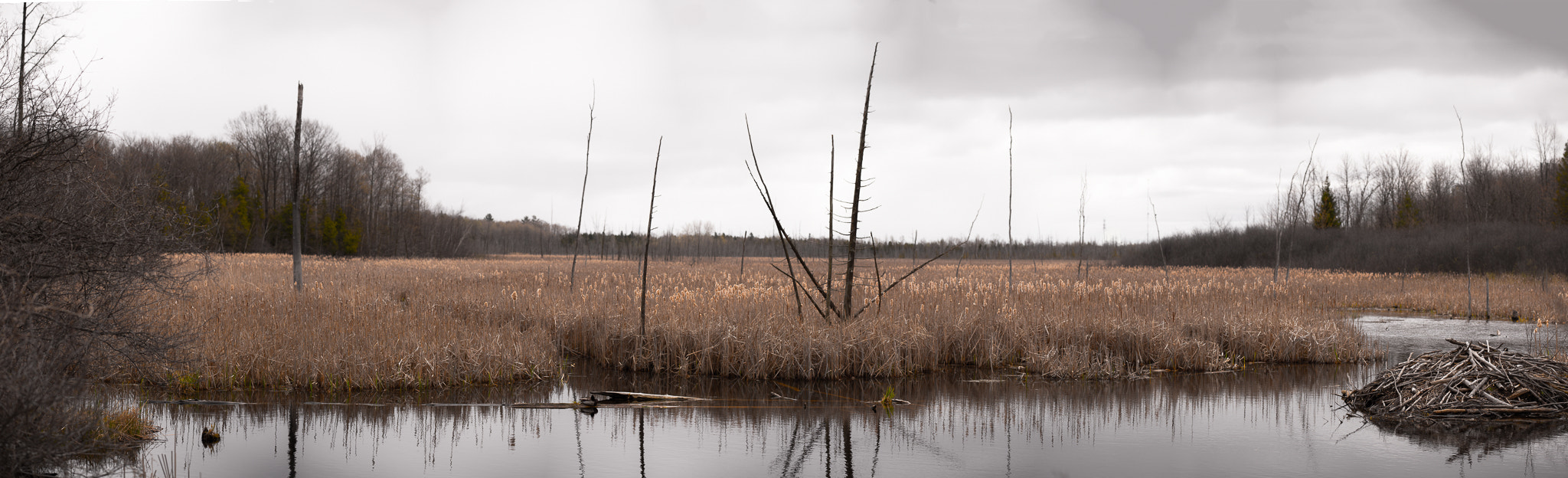 Nikon AF-S Nikkor 70-200mm F4G ED VR sample photo. Stony swamp photography