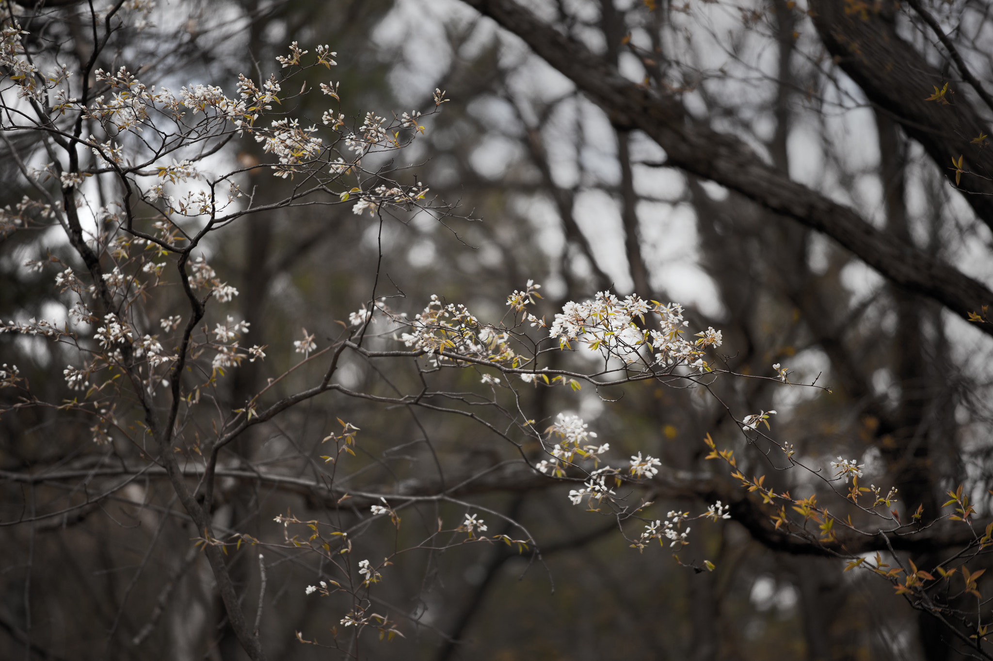 Nikon AF-S Nikkor 70-200mm F4G ED VR sample photo. Stony swamp photography