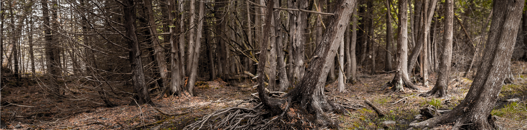 Nikon AF-S Nikkor 70-200mm F4G ED VR sample photo. Stony swamp photography