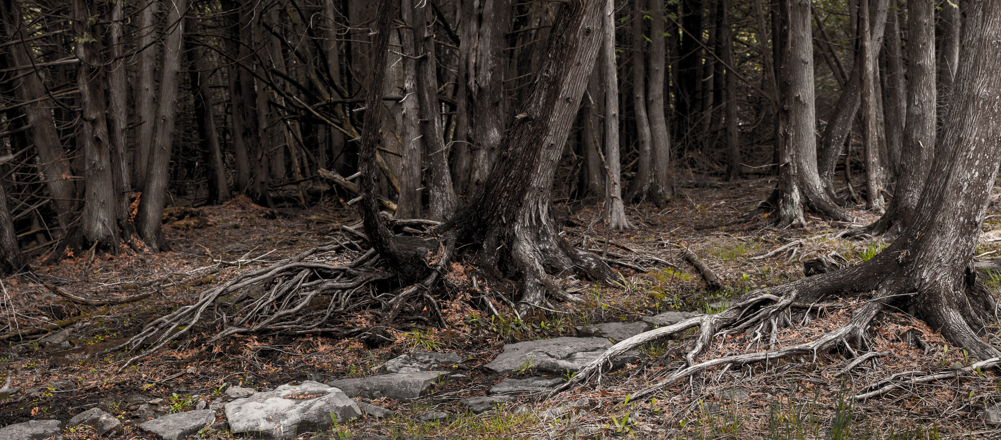 Nikon AF-S Nikkor 70-200mm F4G ED VR sample photo. Stony swamp photography