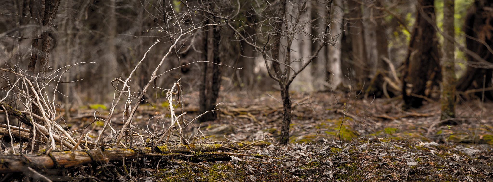 Nikon AF-S Nikkor 70-200mm F4G ED VR sample photo. Stony swamp photography