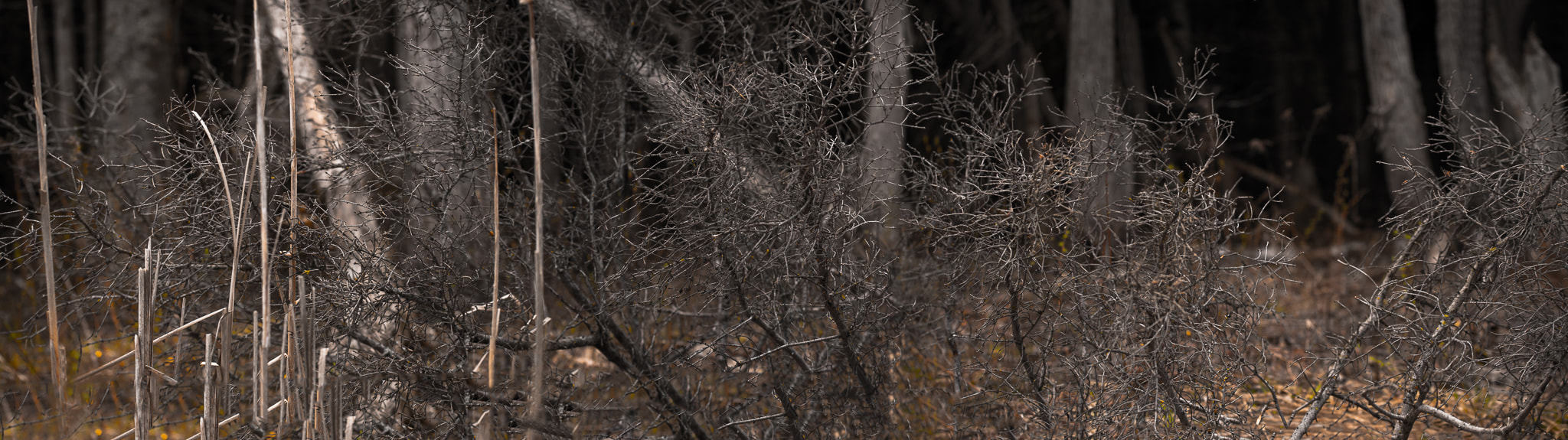 Nikon AF-S Nikkor 70-200mm F4G ED VR sample photo. Stony swamp photography