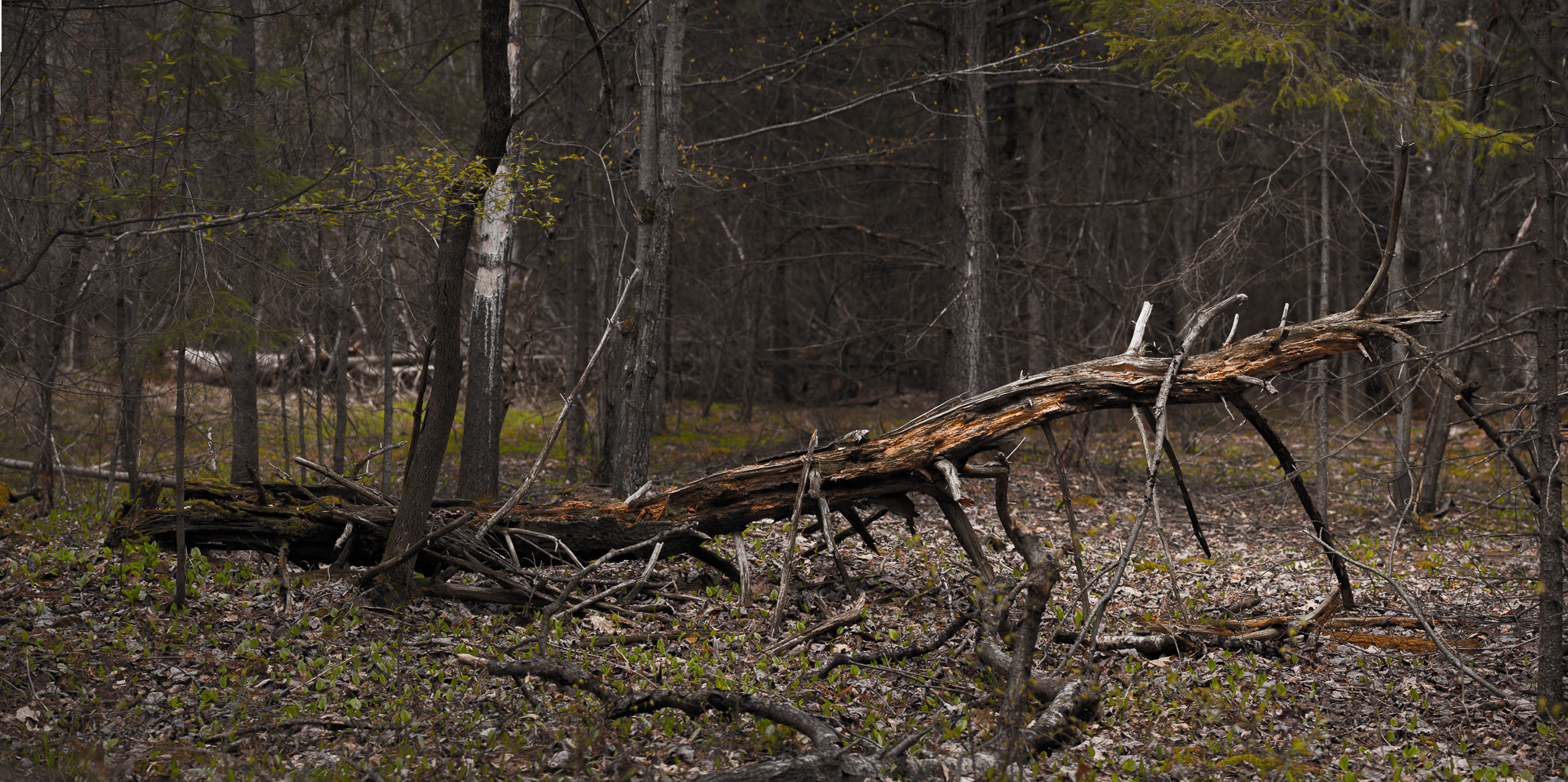 Nikon AF-S Nikkor 70-200mm F4G ED VR sample photo. Stony swamp photography
