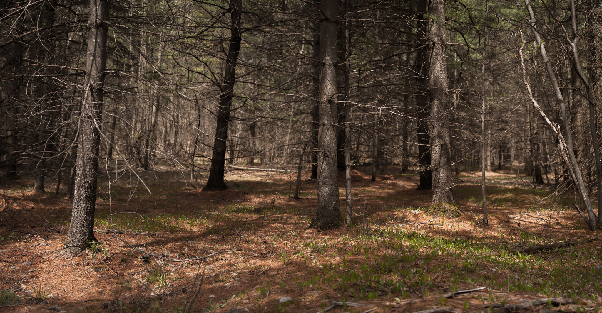 Nikon AF-S Nikkor 70-200mm F4G ED VR sample photo. Stony swamp photography