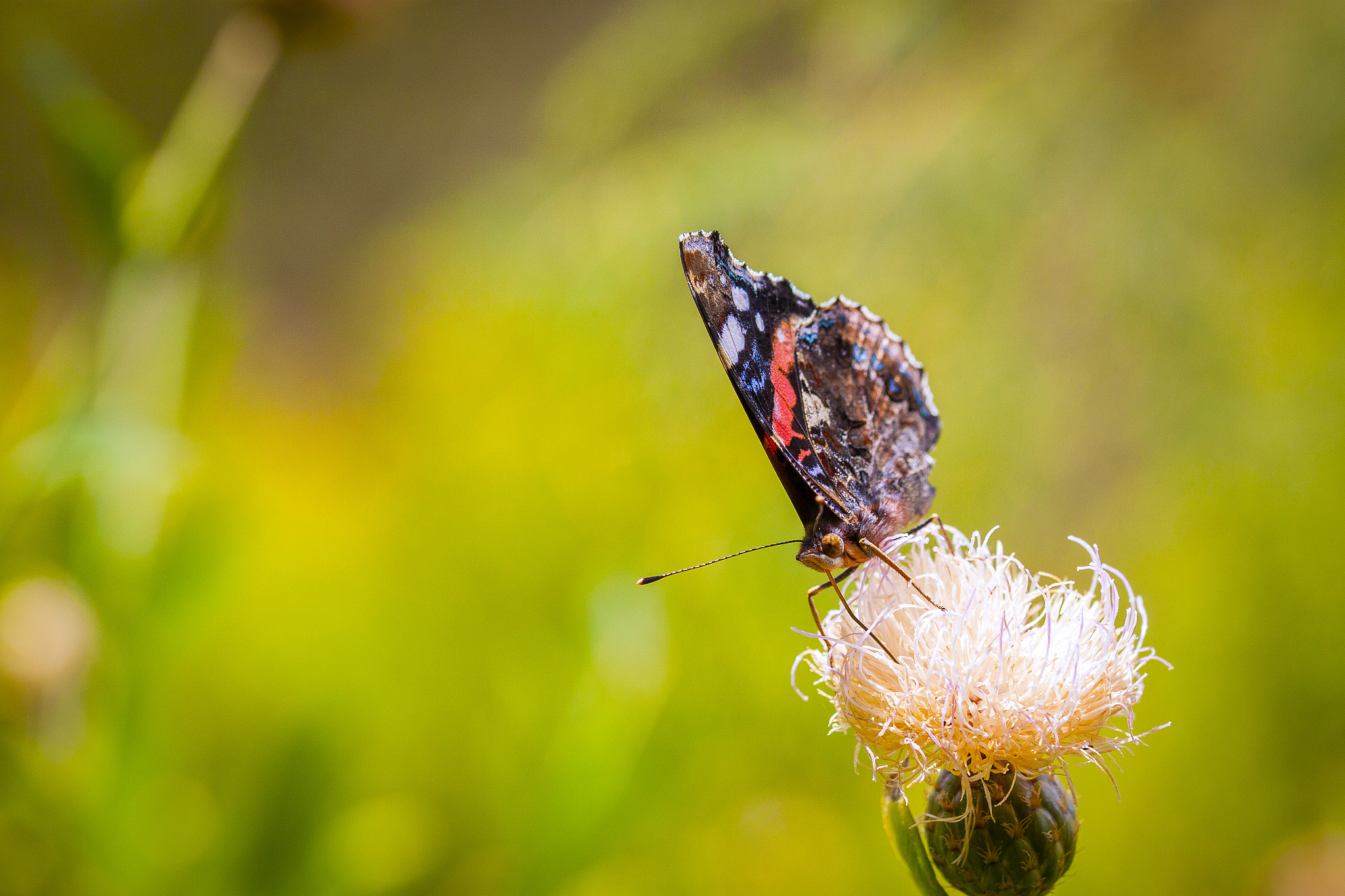Sigma 105mm F2.8 EX DG OS HSM sample photo. Mariposa photography