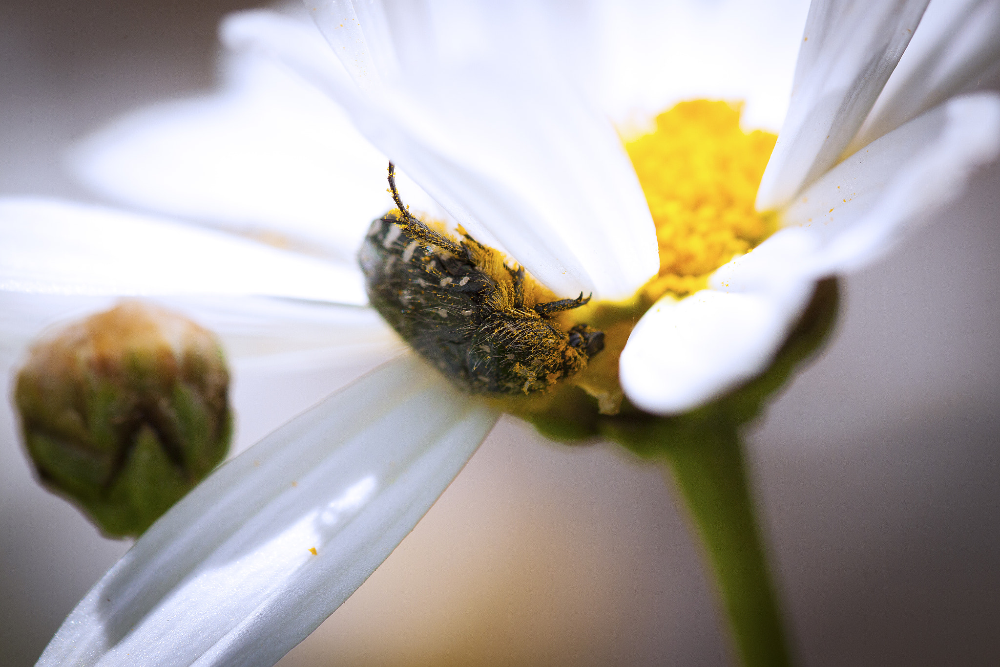 Sigma 105mm F2.8 EX DG OS HSM sample photo. Escarabajo macro photography