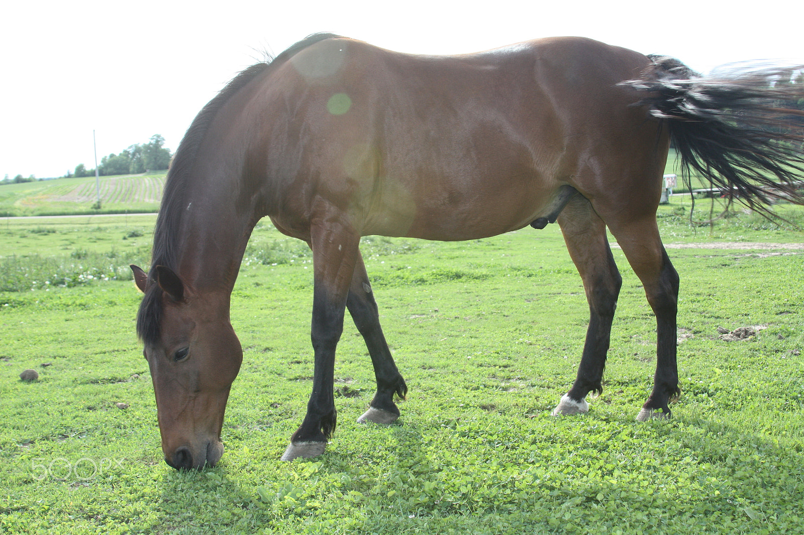 Canon EOS 450D (EOS Rebel XSi / EOS Kiss X2) sample photo. Horse grazing photography