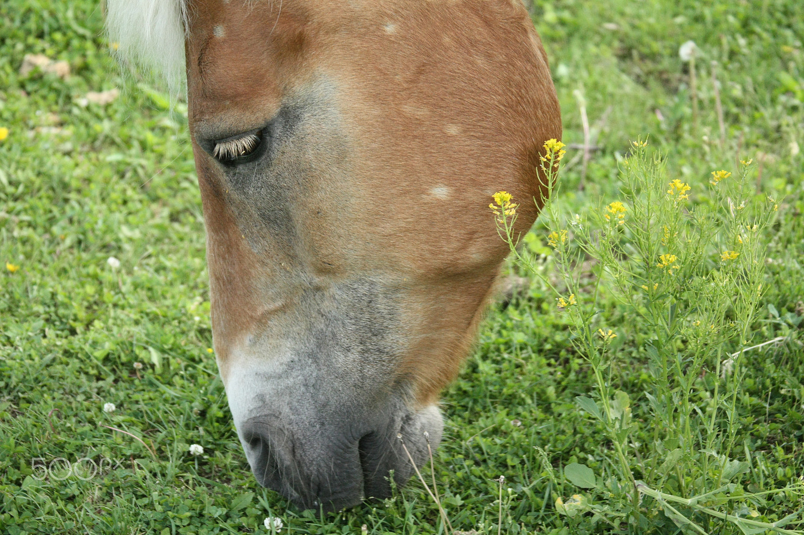 Canon EOS 450D (EOS Rebel XSi / EOS Kiss X2) sample photo. Close up horse grazing photography