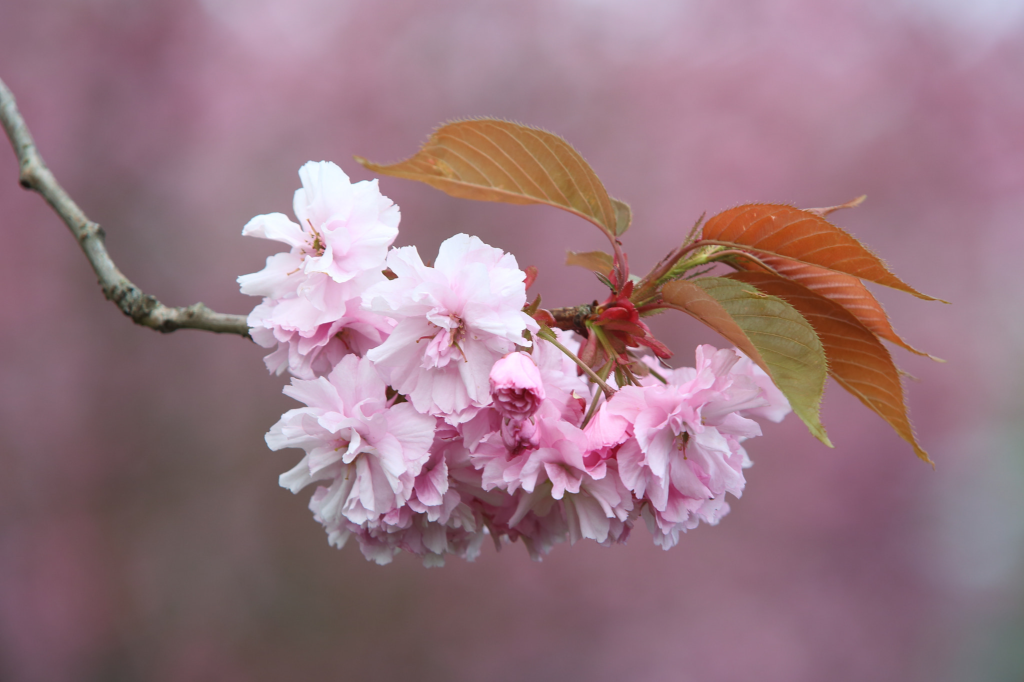Sigma 70-200mm F2.8 EX DG OS HSM sample photo. Cherry blossom photography