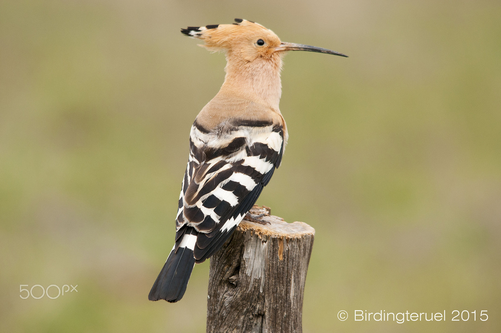 Sigma 150-500mm F5-6.3 DG OS HSM sample photo. Hoopoe photography