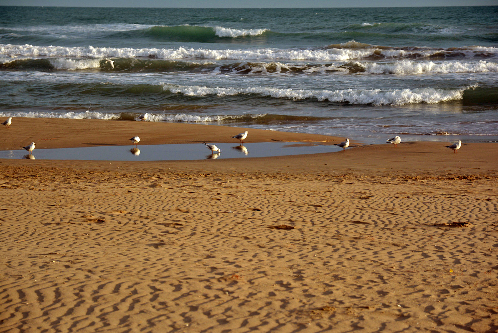 Nikon D7100 + Sigma 17-70mm F2.8-4 DC Macro OS HSM | C sample photo. Seagulls photography