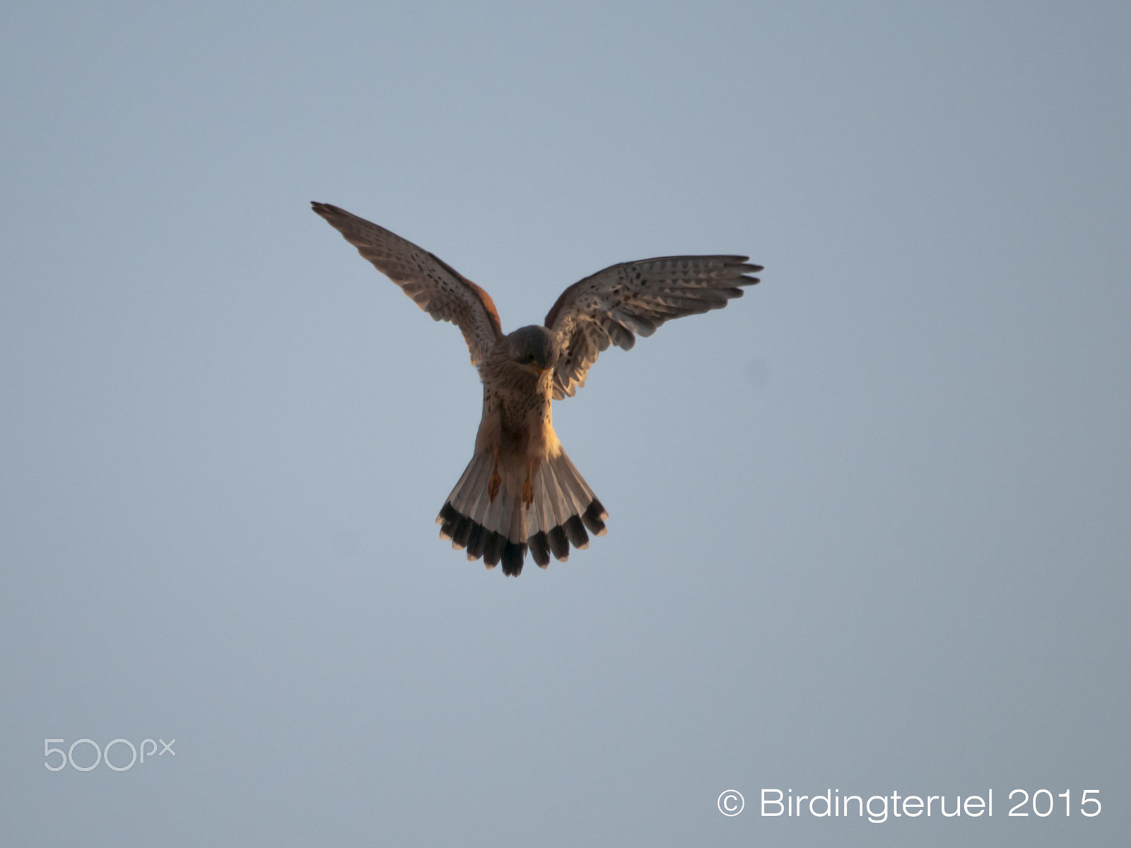 Sigma 150-500mm F5-6.3 DG OS HSM sample photo. Kestrel photography