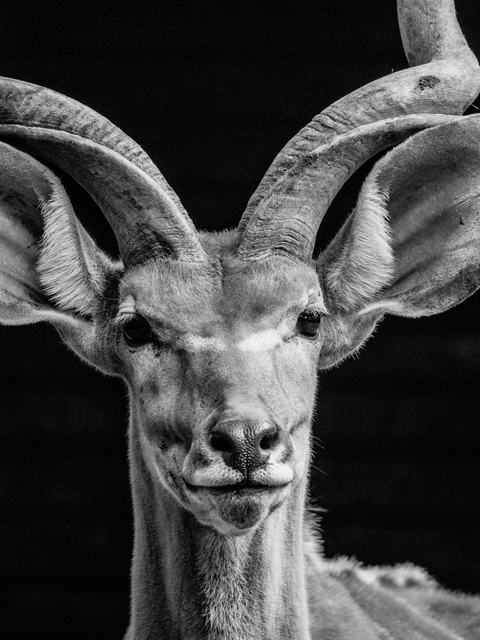 Olympus OM-D E-M10 sample photo. The animal photography