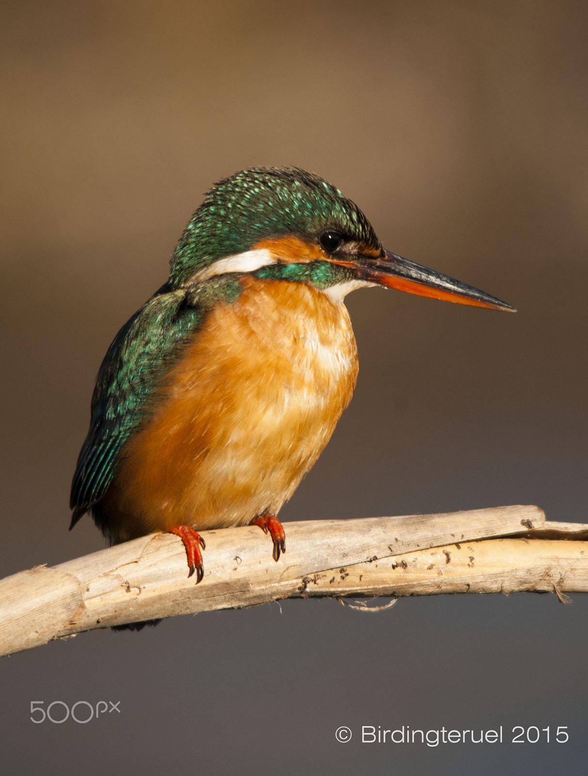 Sigma 150-500mm F5-6.3 DG OS HSM sample photo. Kingfisher photography