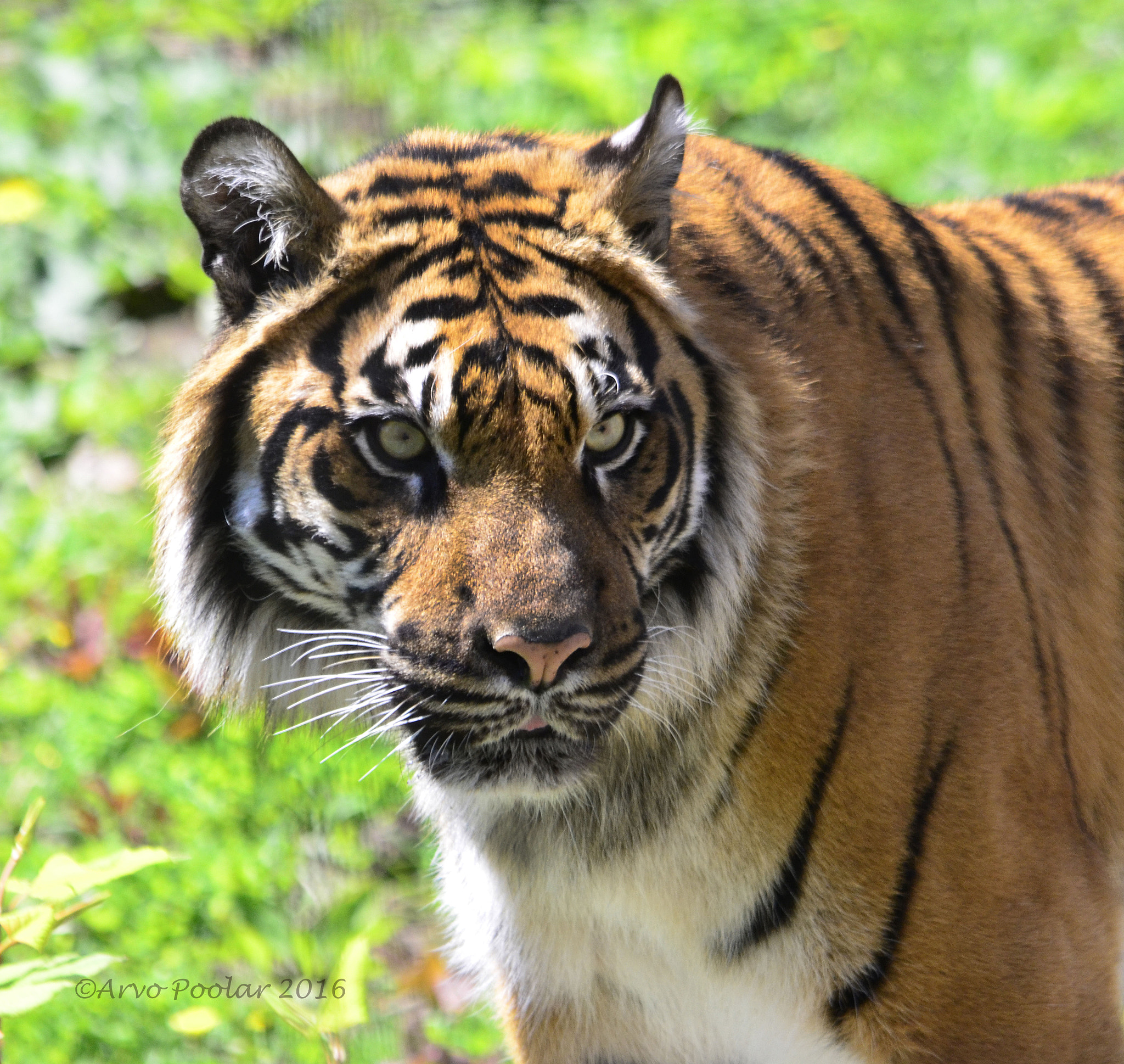 Nikon D7000 + Sigma 55-200mm F4-5.6 DC sample photo. Sumatran tiger photography