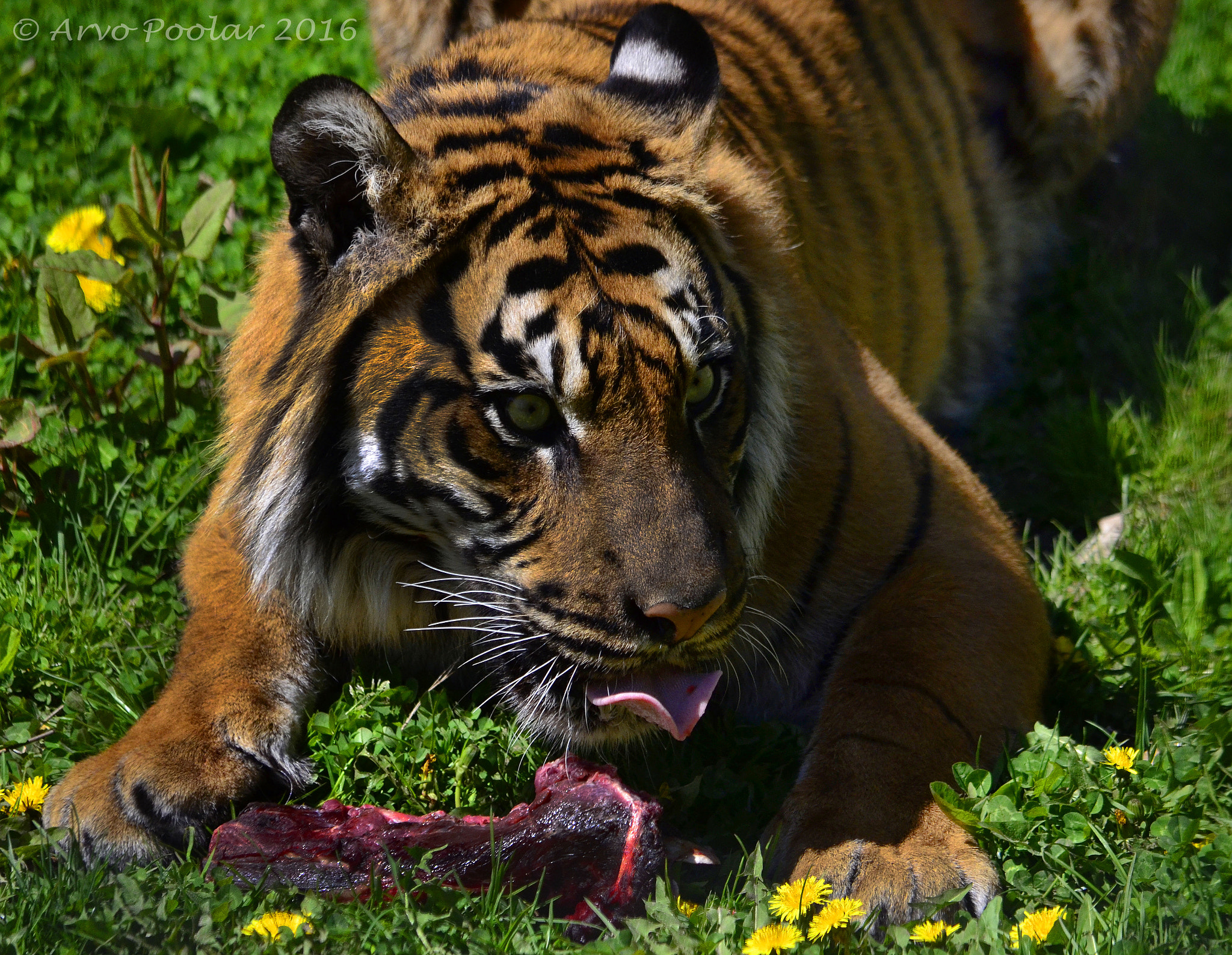AF Zoom-Nikkor 35-105mm f/3.5-4.5 sample photo. Sumatran tiger photography