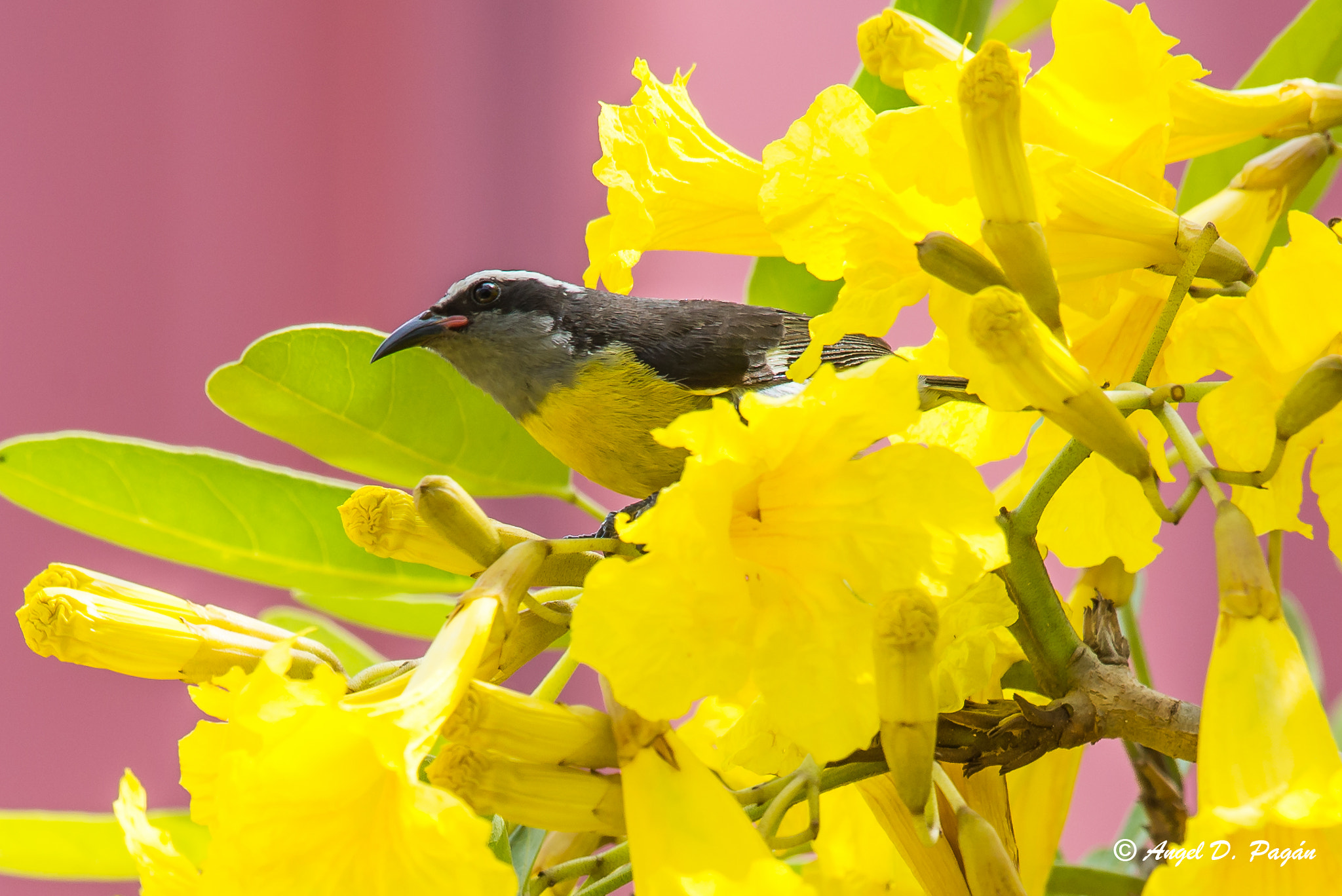 Nikon AF-S Nikkor 200-500mm F5.6E ED VR sample photo. Reinita photography