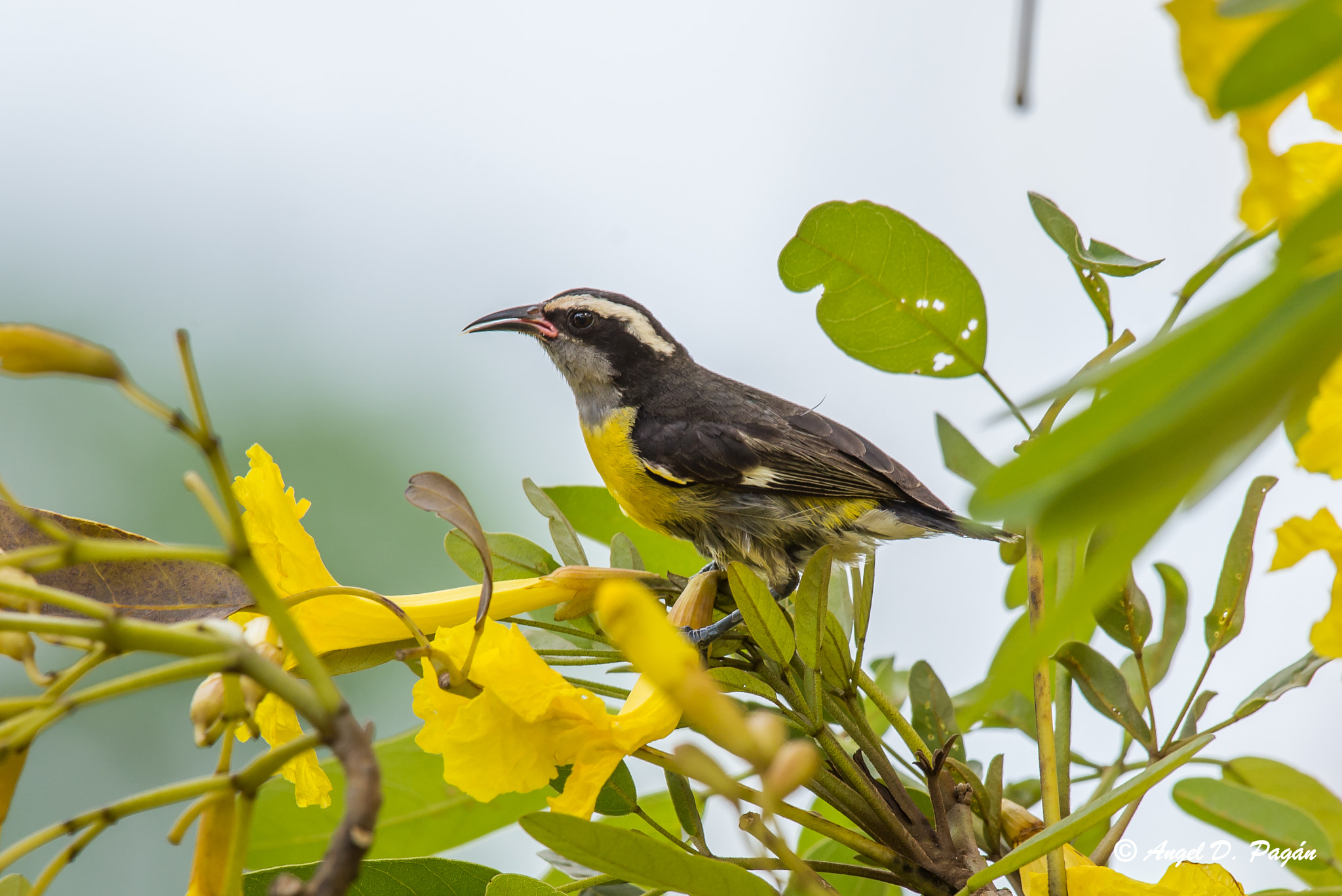 Nikon AF-S Nikkor 200-500mm F5.6E ED VR sample photo. Reinita photography
