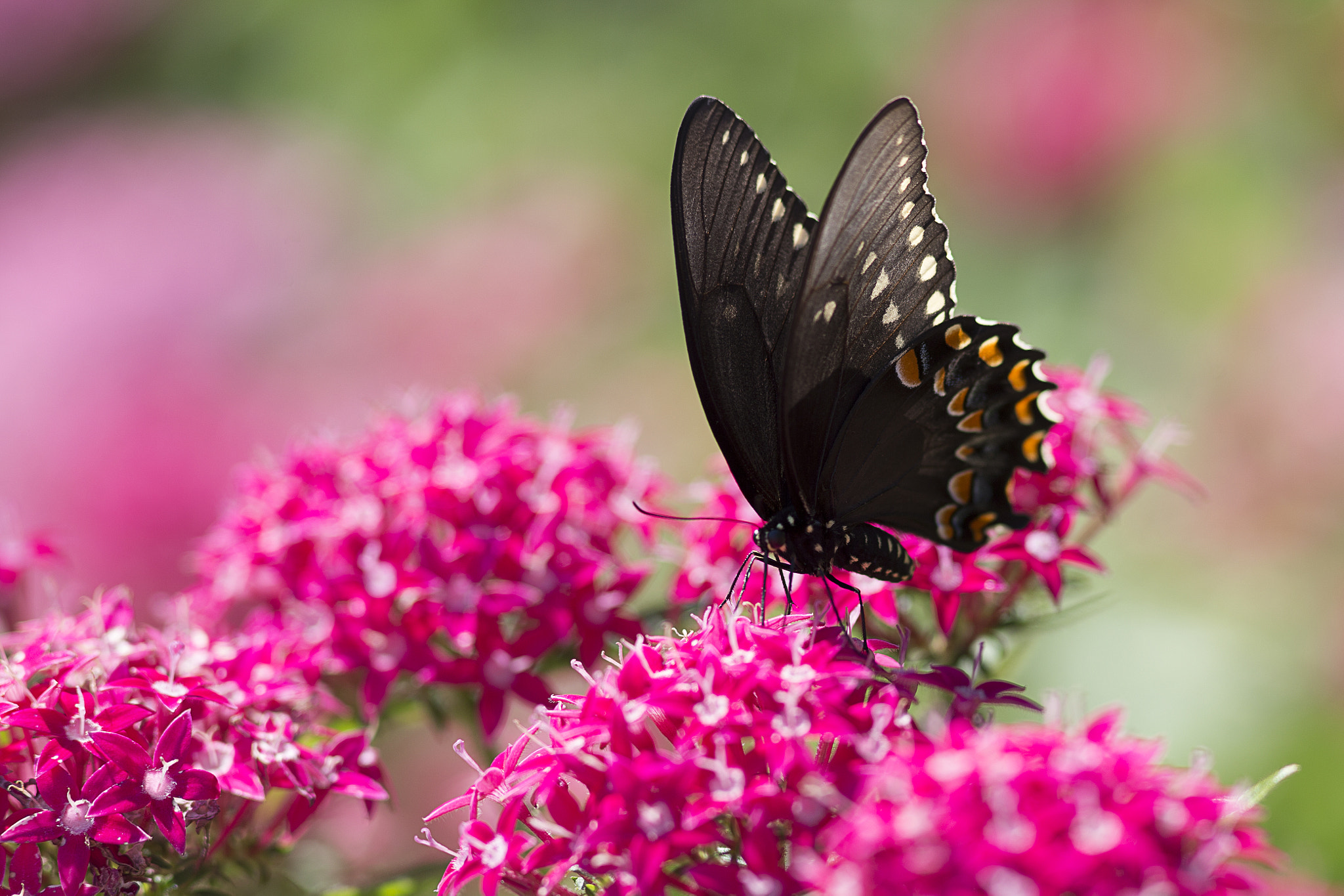 Canon EF 300mm F4L IS USM sample photo. Eastern black swallowtail photography