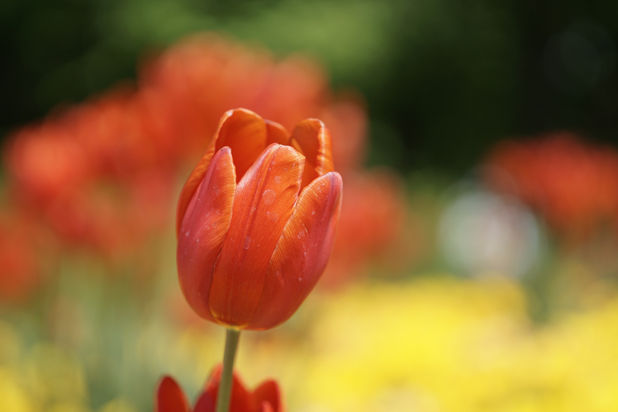 Sony a6000 sample photo. 8. die blume aus dem gemeindebau photography