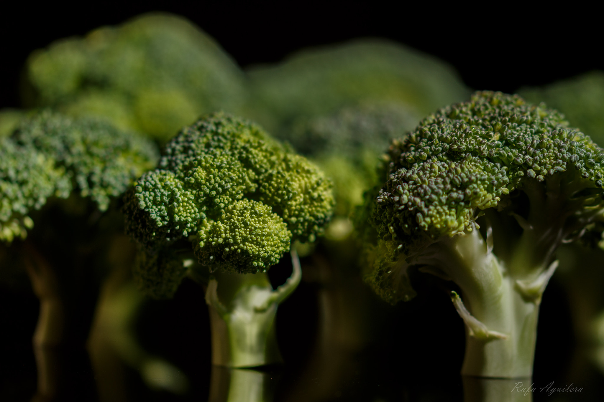 Sigma 105mm F2.8 EX DG OS HSM sample photo. Brocoli forest photography