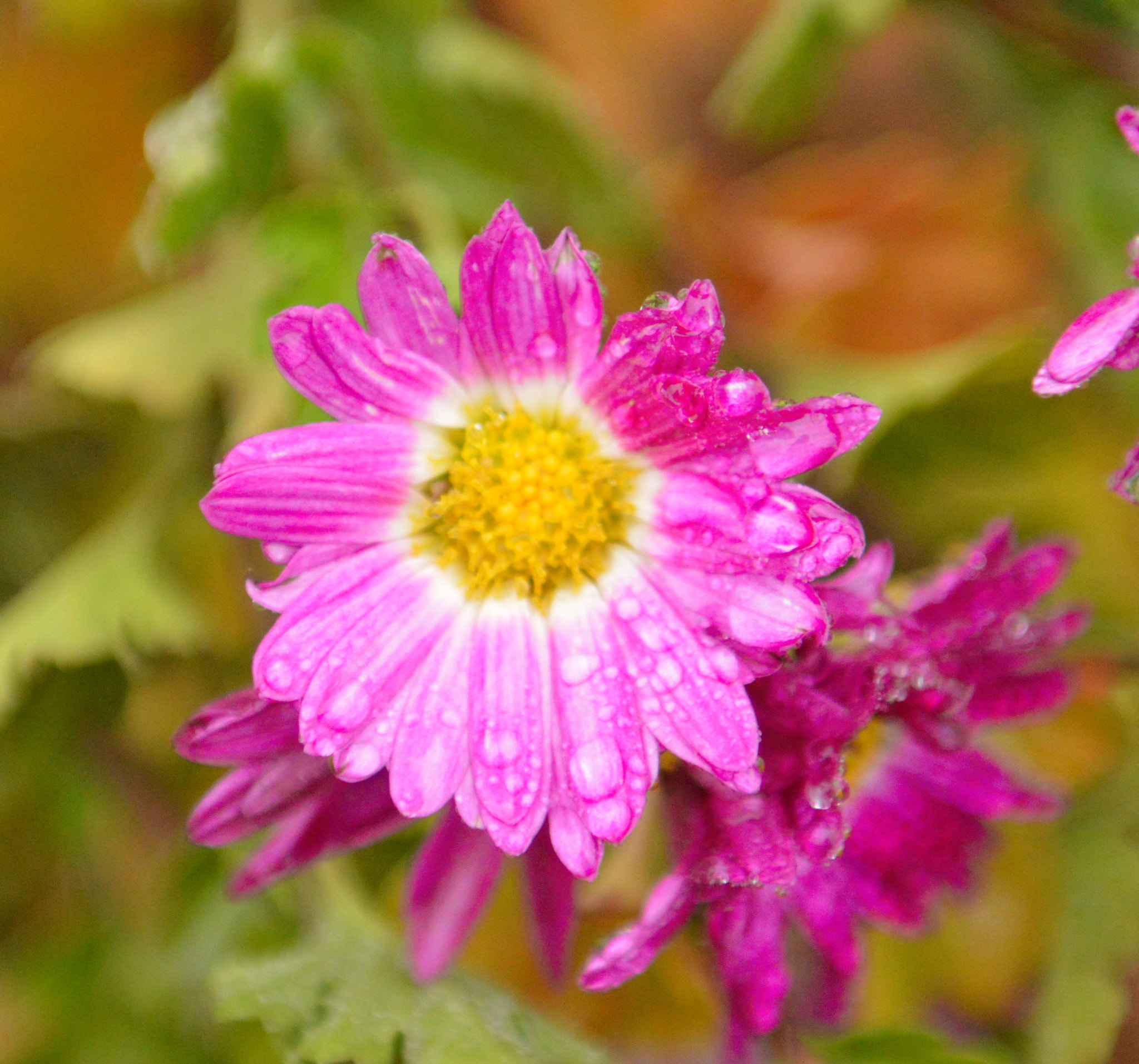Nikon AF-S Nikkor 24-70mm F2.8G ED sample photo. Flor mojada photography