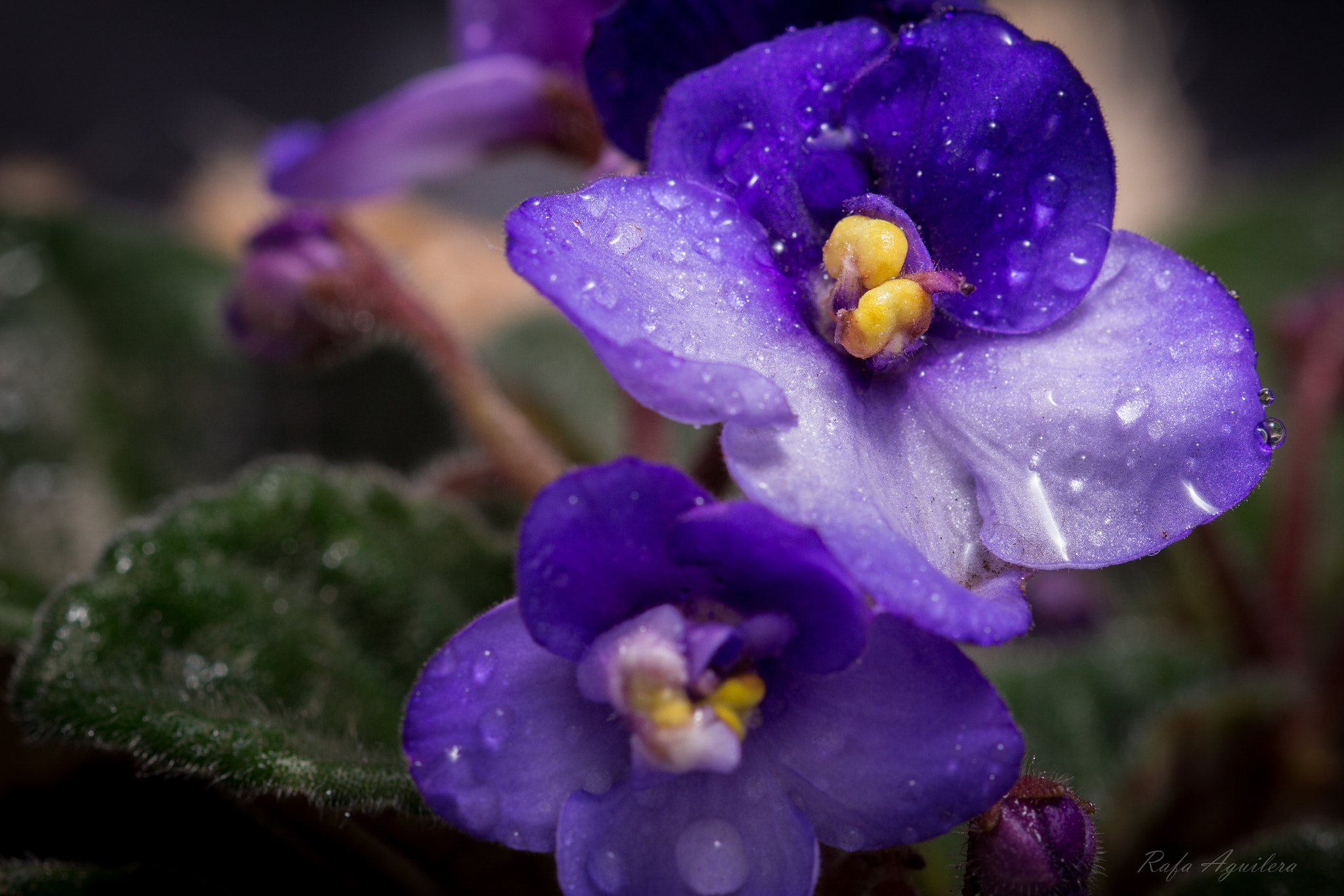 Sigma 105mm F2.8 EX DG OS HSM sample photo. Violeta photography