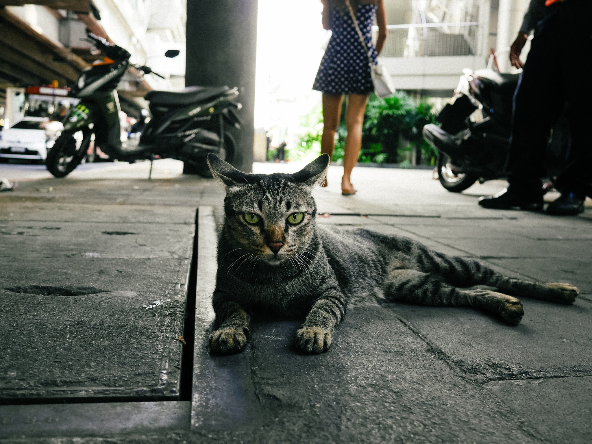 LUMIX G VARIO 14-42/F3.5-5.6 II sample photo. Cat photography