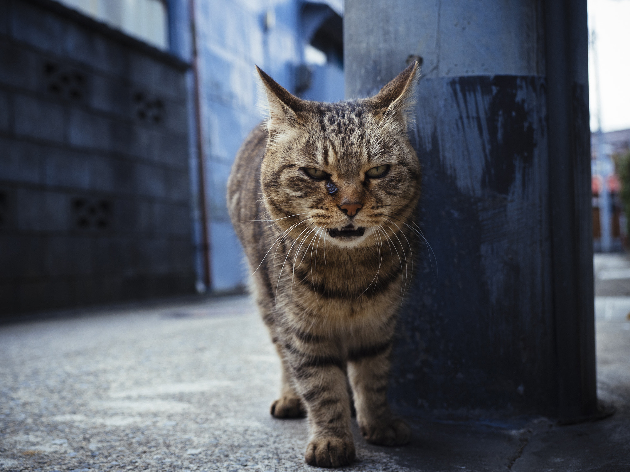 Panasonic Lumix DMC-GH4 + Olympus M.Zuiko Digital ED 12-40mm F2.8 Pro sample photo. Cat photography