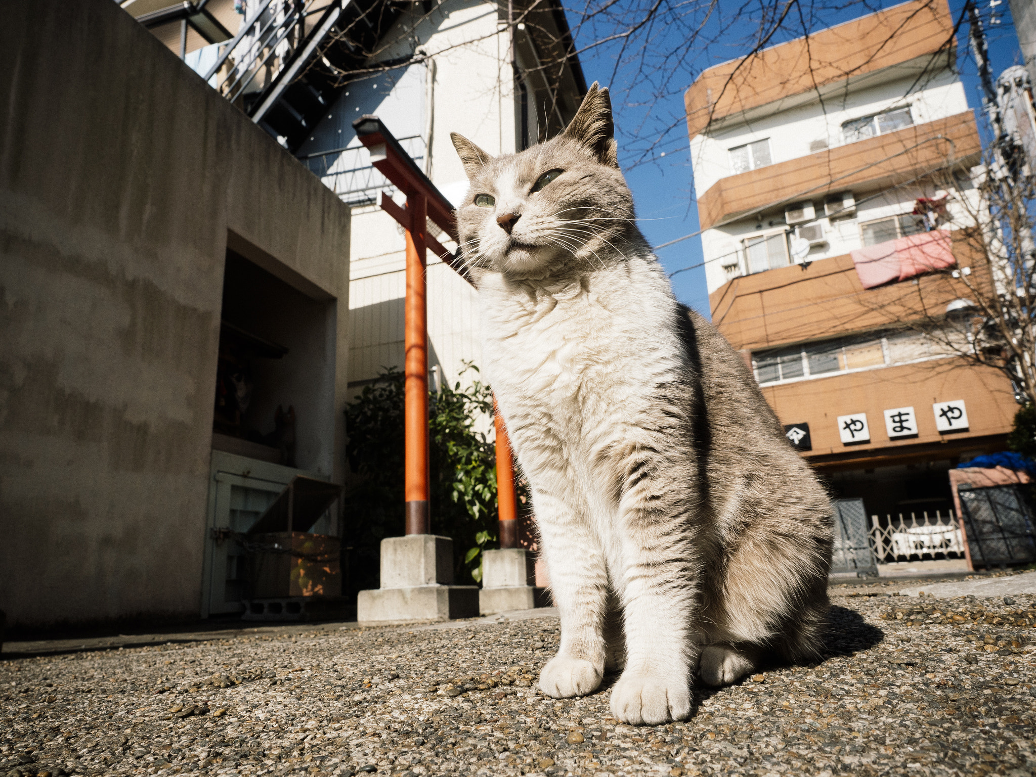 Panasonic Lumix DMC-GH4 + Olympus M.Zuiko Digital ED 12-40mm F2.8 Pro sample photo. Cat photography