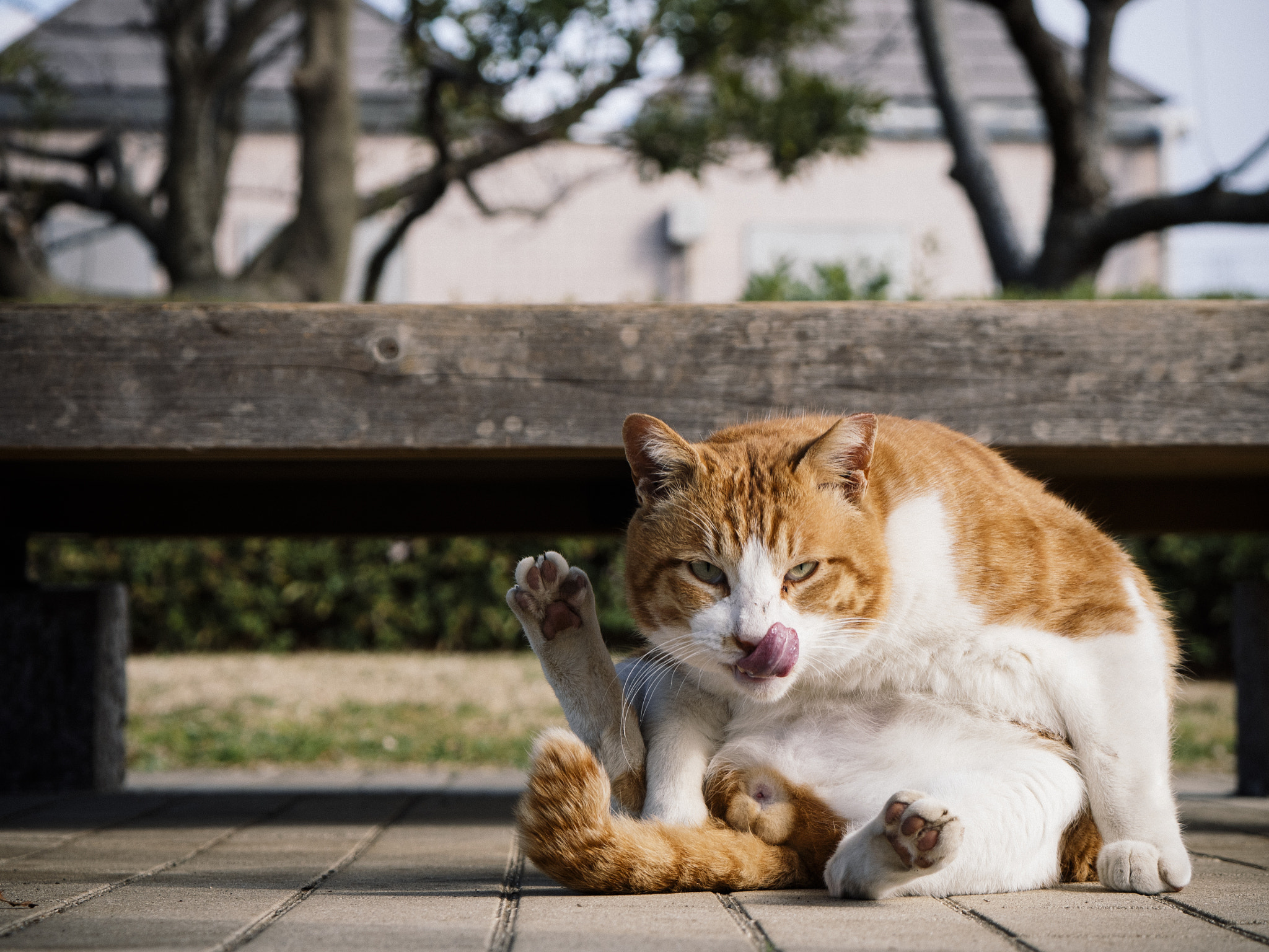LUMIX G VARIO 45-150/F4.0-5.6 sample photo. Cat photography