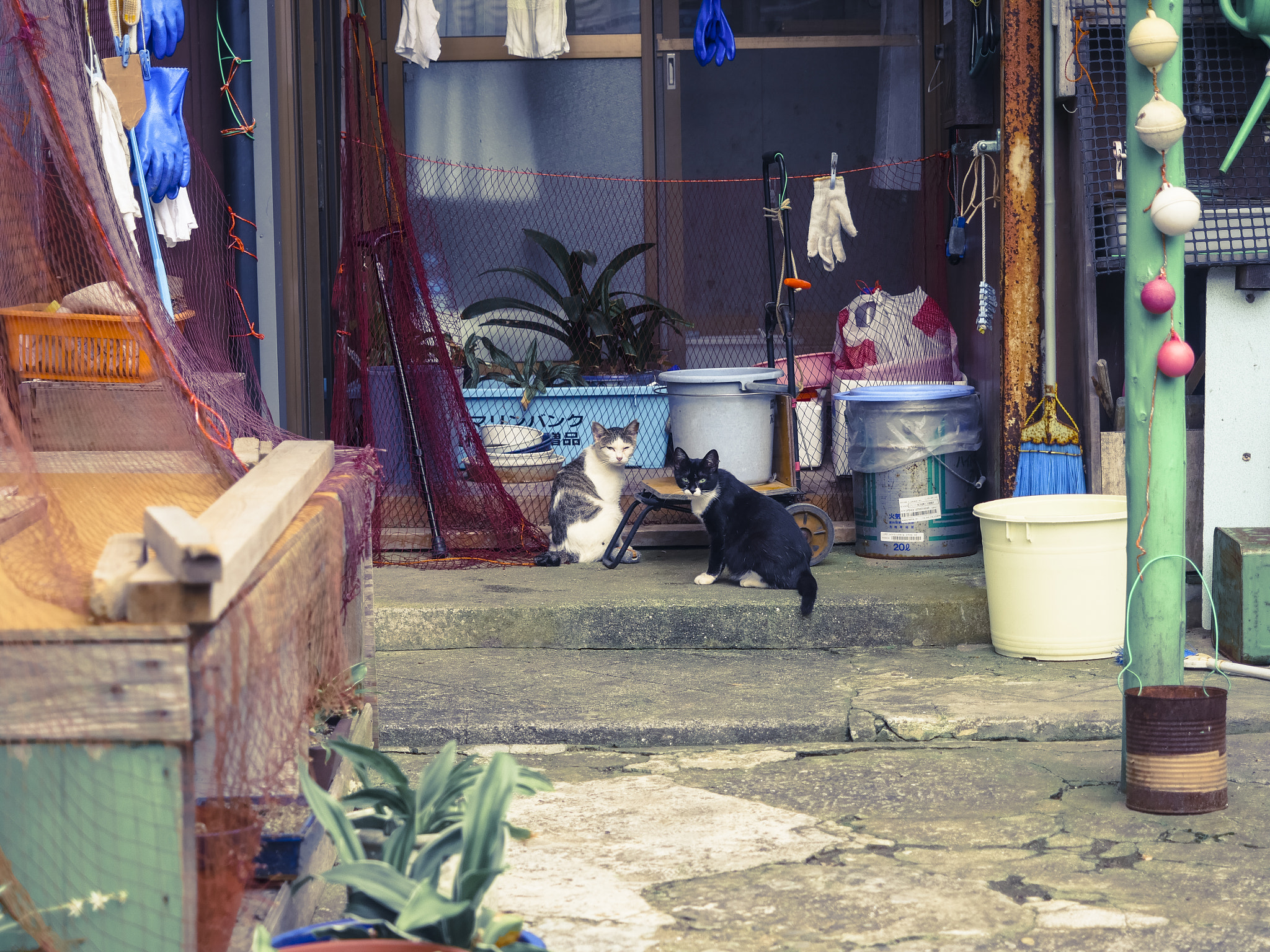 Panasonic Lumix DMC-GH4 + Olympus M.Zuiko Digital ED 12-40mm F2.8 Pro sample photo. Cat photography
