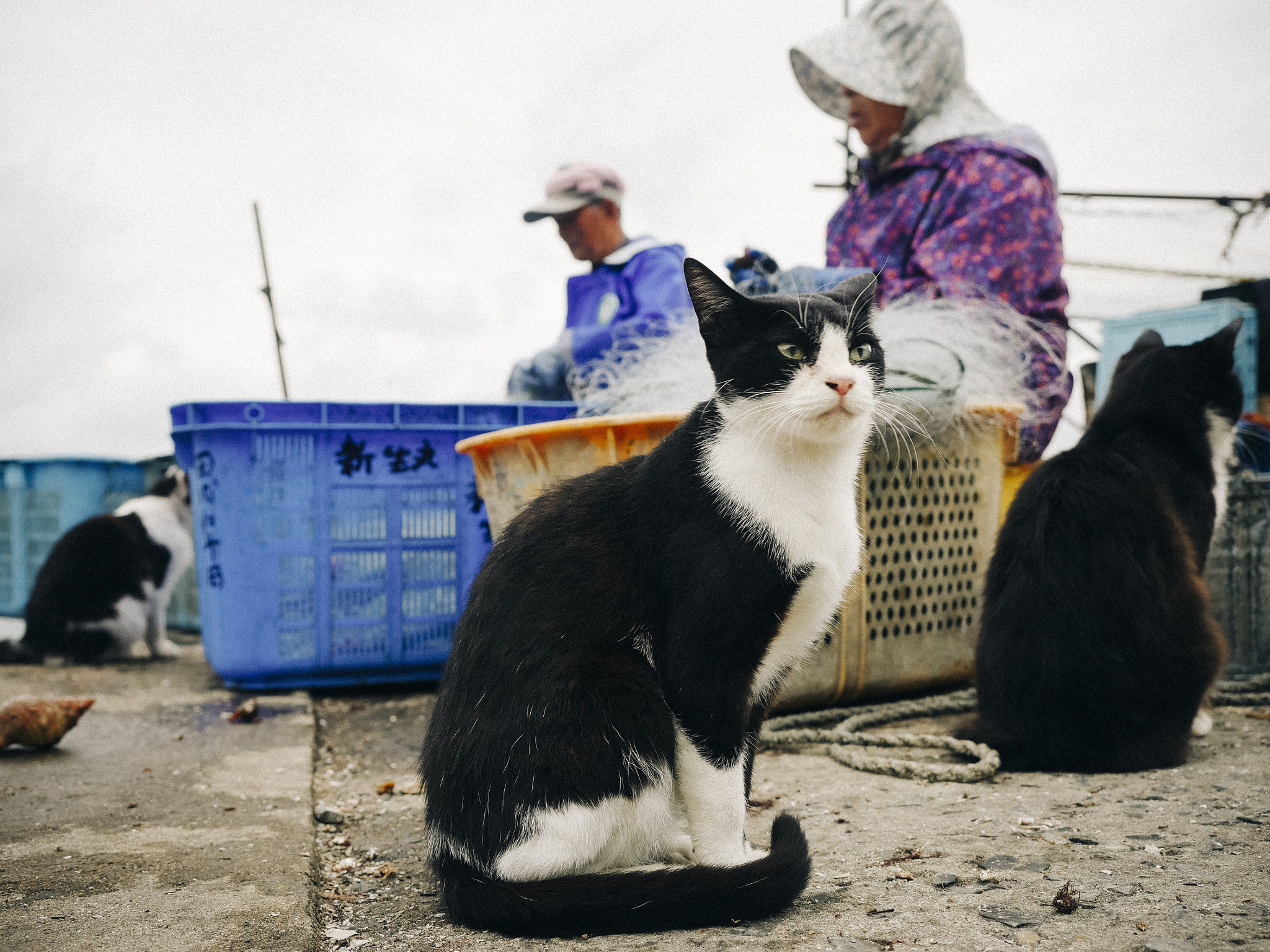 Panasonic Lumix DMC-GH4 + Olympus M.Zuiko Digital ED 12-40mm F2.8 Pro sample photo. Cat photography