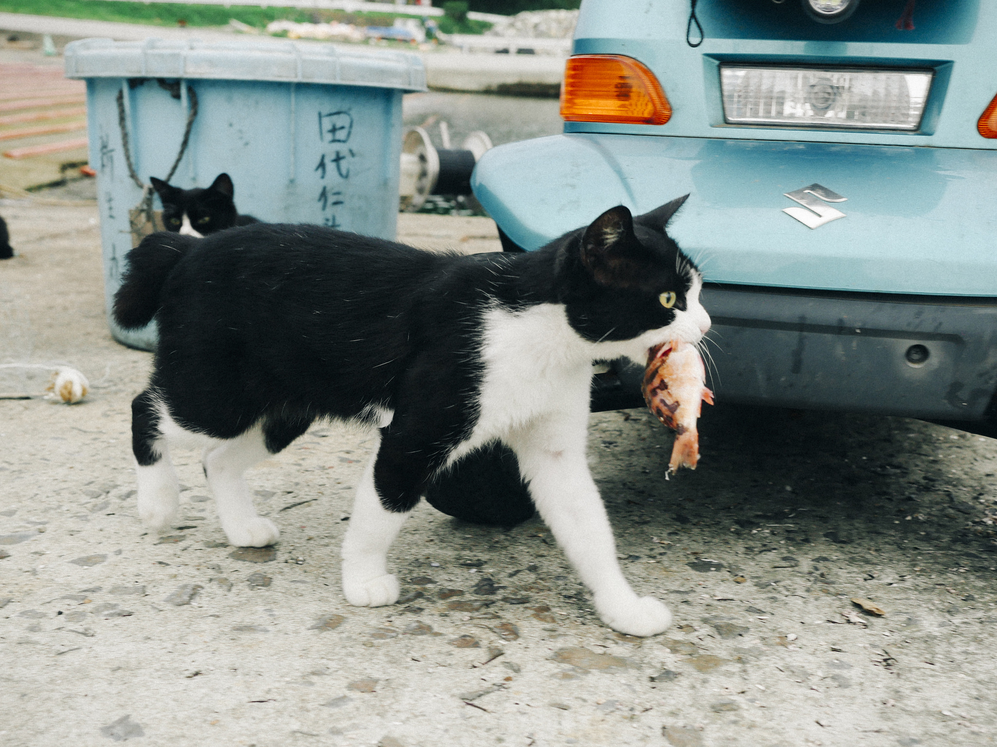 Panasonic Lumix DMC-GH4 + Olympus M.Zuiko Digital ED 12-40mm F2.8 Pro sample photo. Cat photography