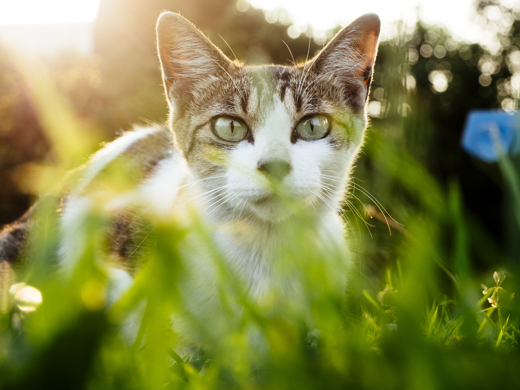 Panasonic Lumix DMC-GH4 + Olympus M.Zuiko Digital ED 12-40mm F2.8 Pro sample photo. Cat photography