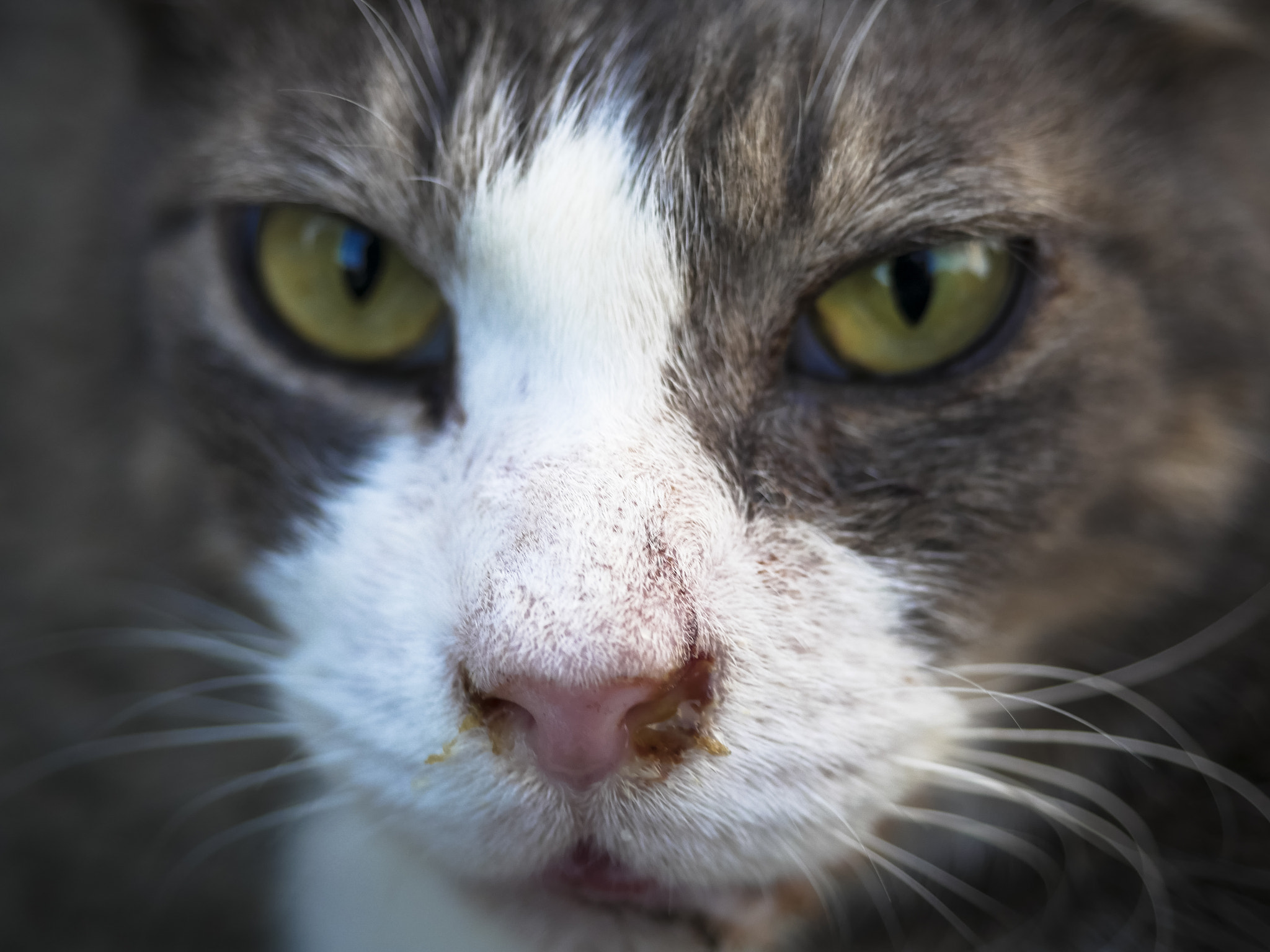 Panasonic Lumix DMC-GH4 + Olympus M.Zuiko Digital ED 12-40mm F2.8 Pro sample photo. Cat photography