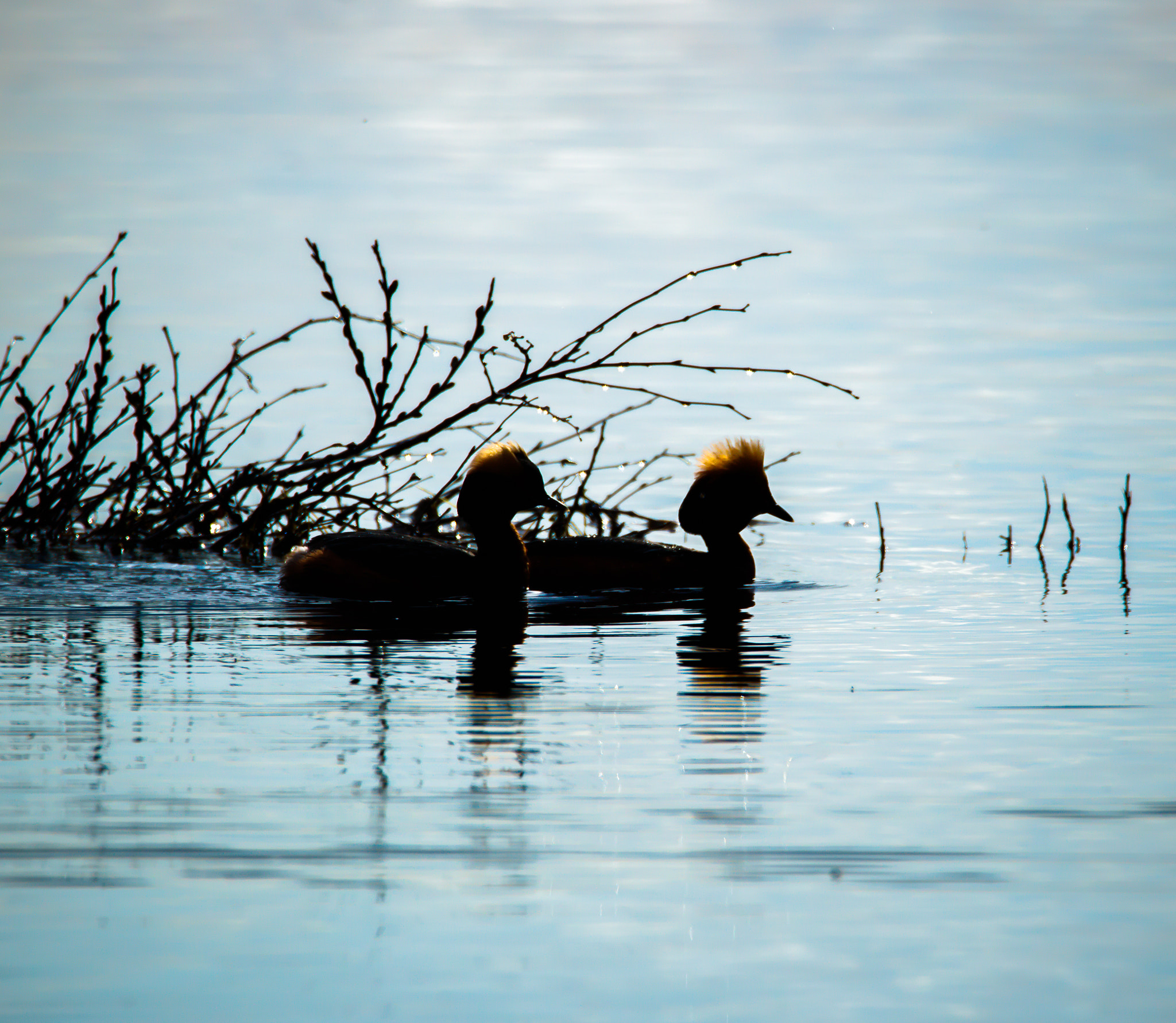Tamron SP 150-600mm F5-6.3 Di VC USD sample photo. Podiceps auritus photography