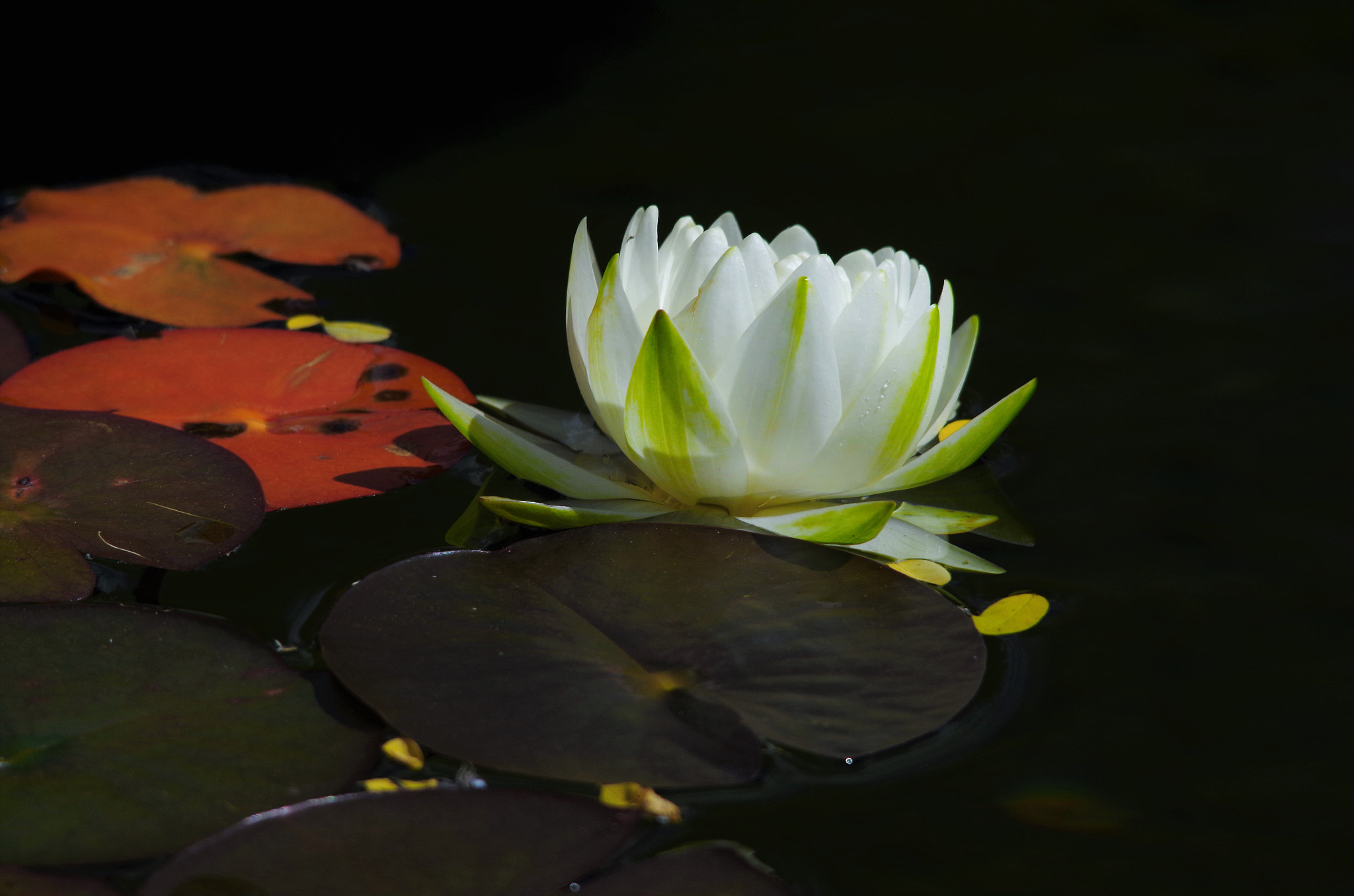 Sigma 150-500mm F5-6.3 DG OS HSM sample photo. Water lilies photography