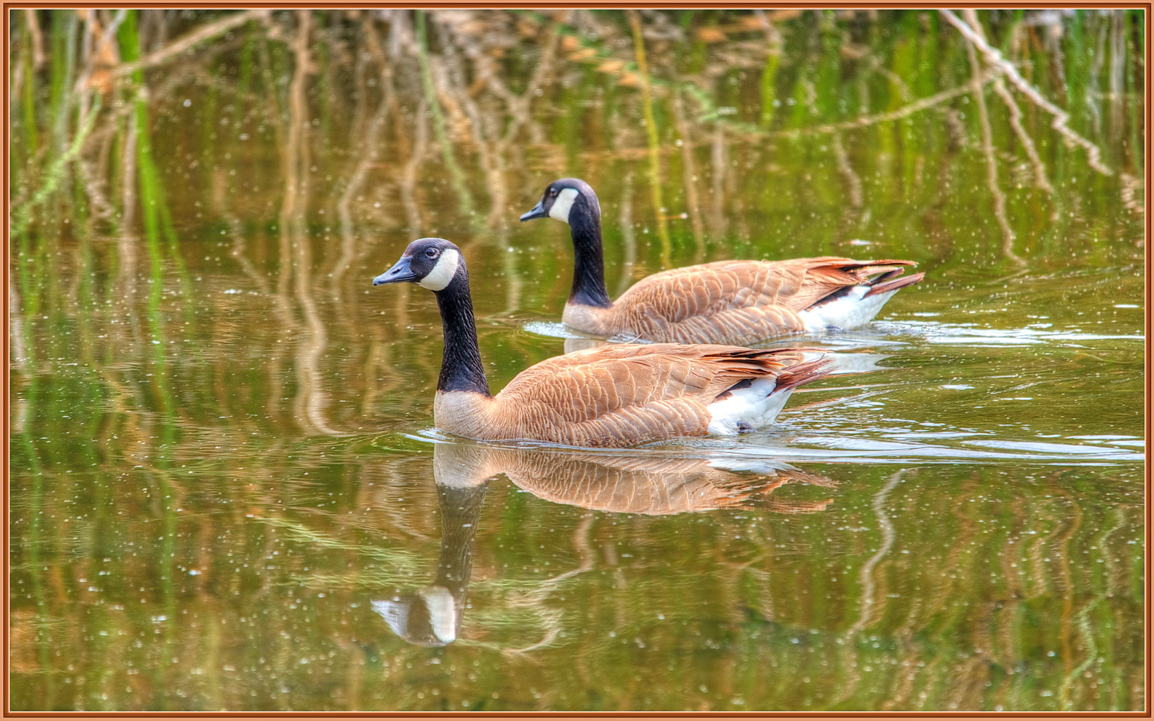 Sigma 120-400mm F4.5-5.6 DG OS HSM sample photo. Paddling pals photography
