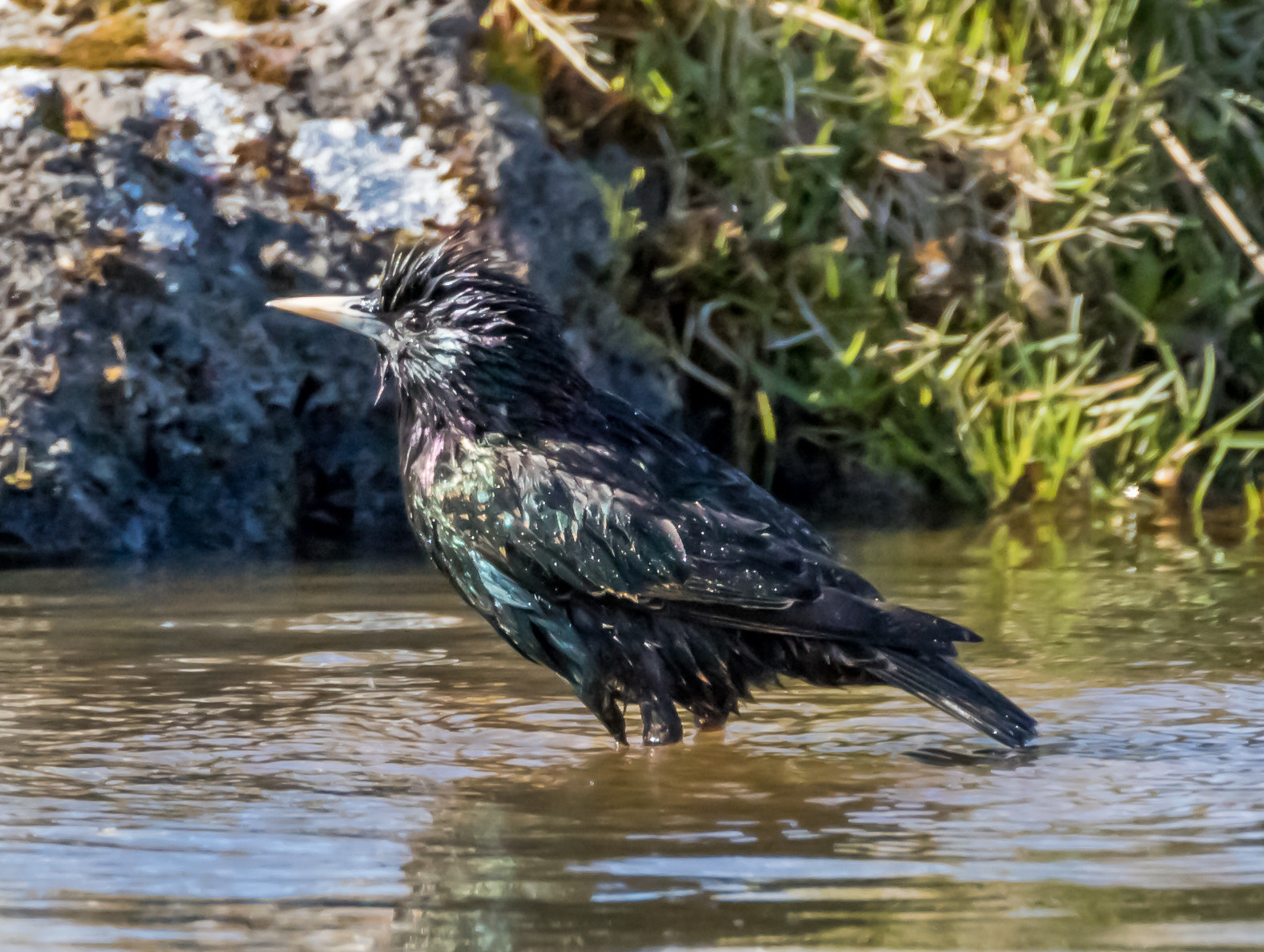 Tamron SP 150-600mm F5-6.3 Di VC USD sample photo. Sturnus vulgaris photography