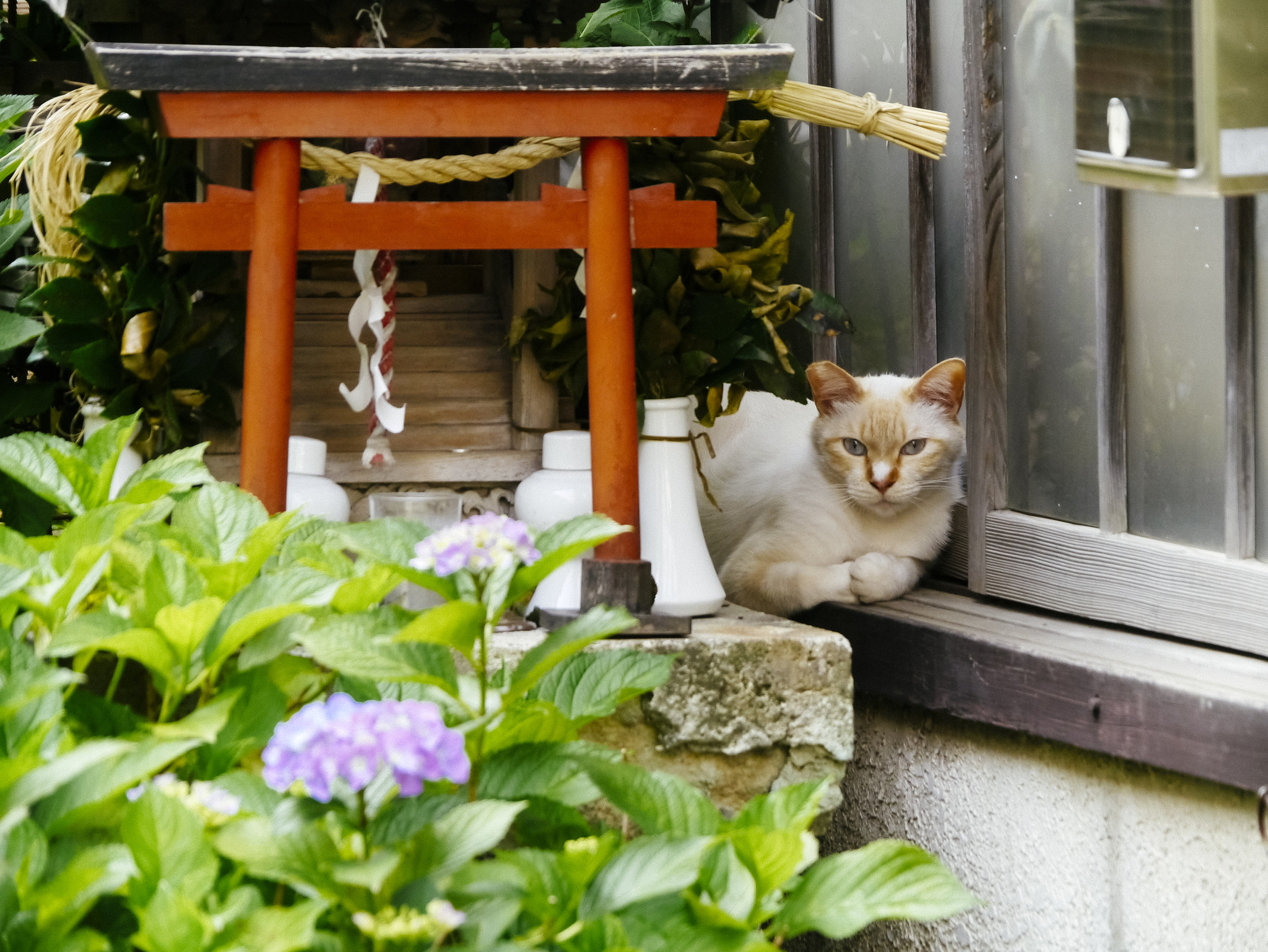 Panasonic Lumix DMC-GX1 sample photo. Cat photography