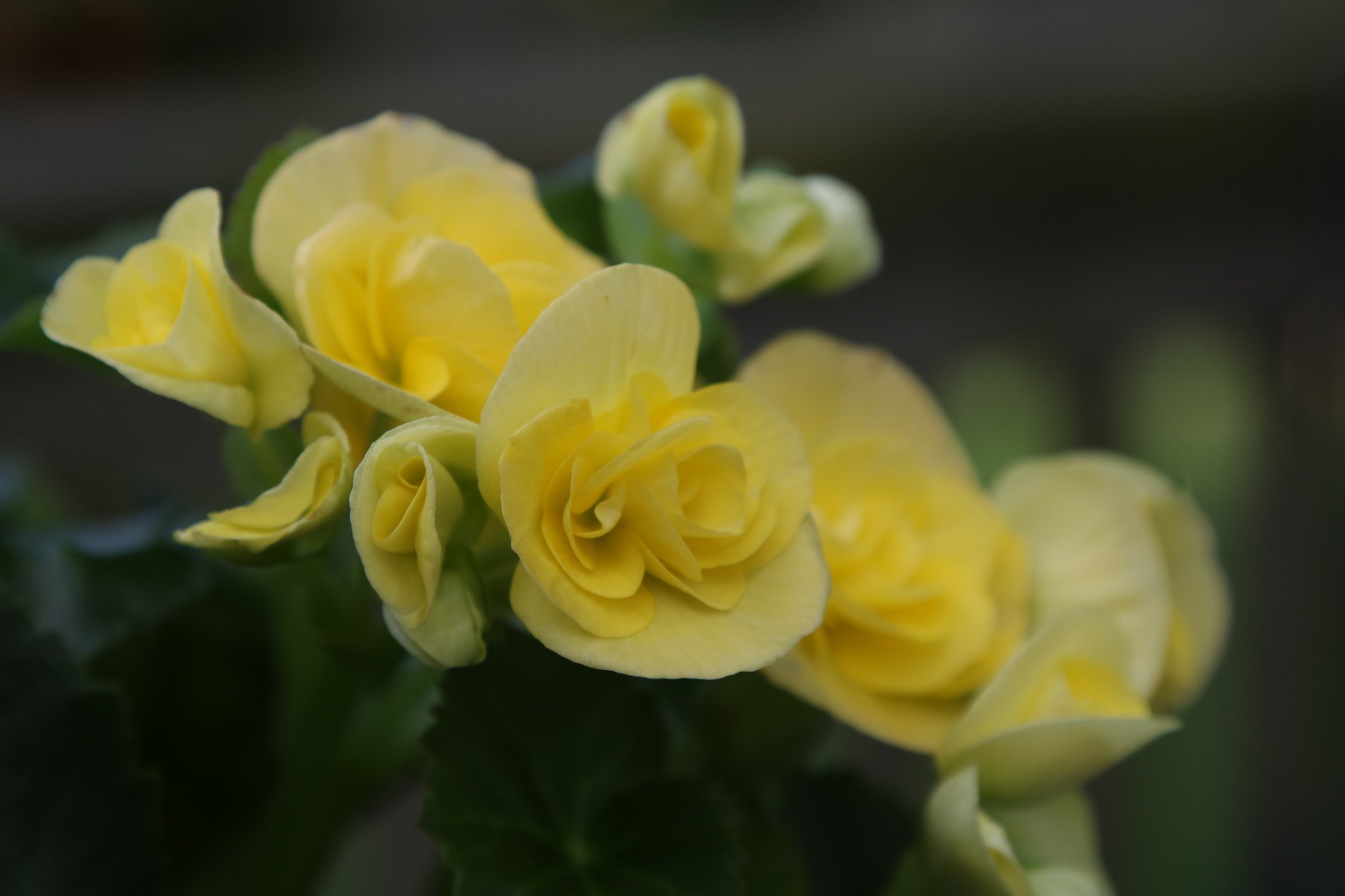 Canon EOS 760D (EOS Rebel T6s / EOS 8000D) sample photo. Mother's day flowers photography