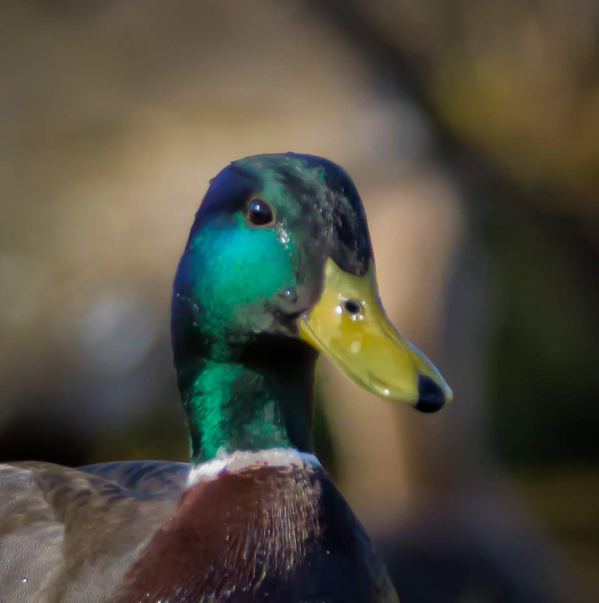 Tamron SP 150-600mm F5-6.3 Di VC USD sample photo. Anas platyrhynchos photography